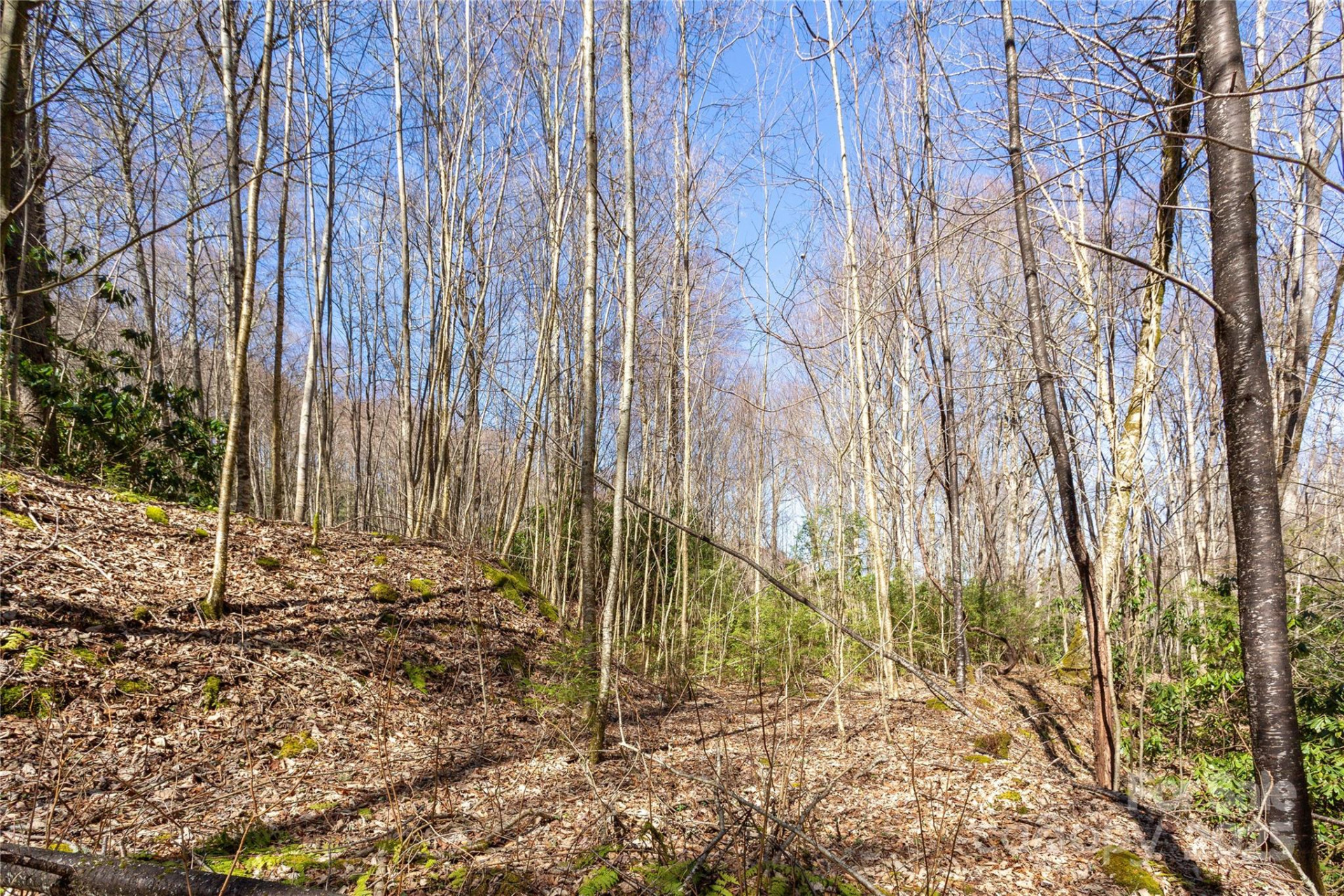 Lot 50 Bearwallow Ridge Trail #50 - Photo 21