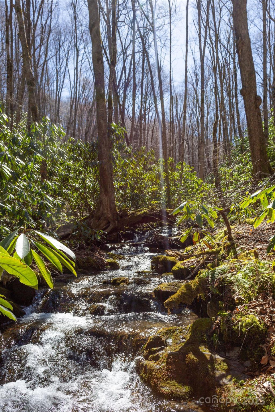 Lot 50 Bearwallow Ridge Trail #50 - Photo 4