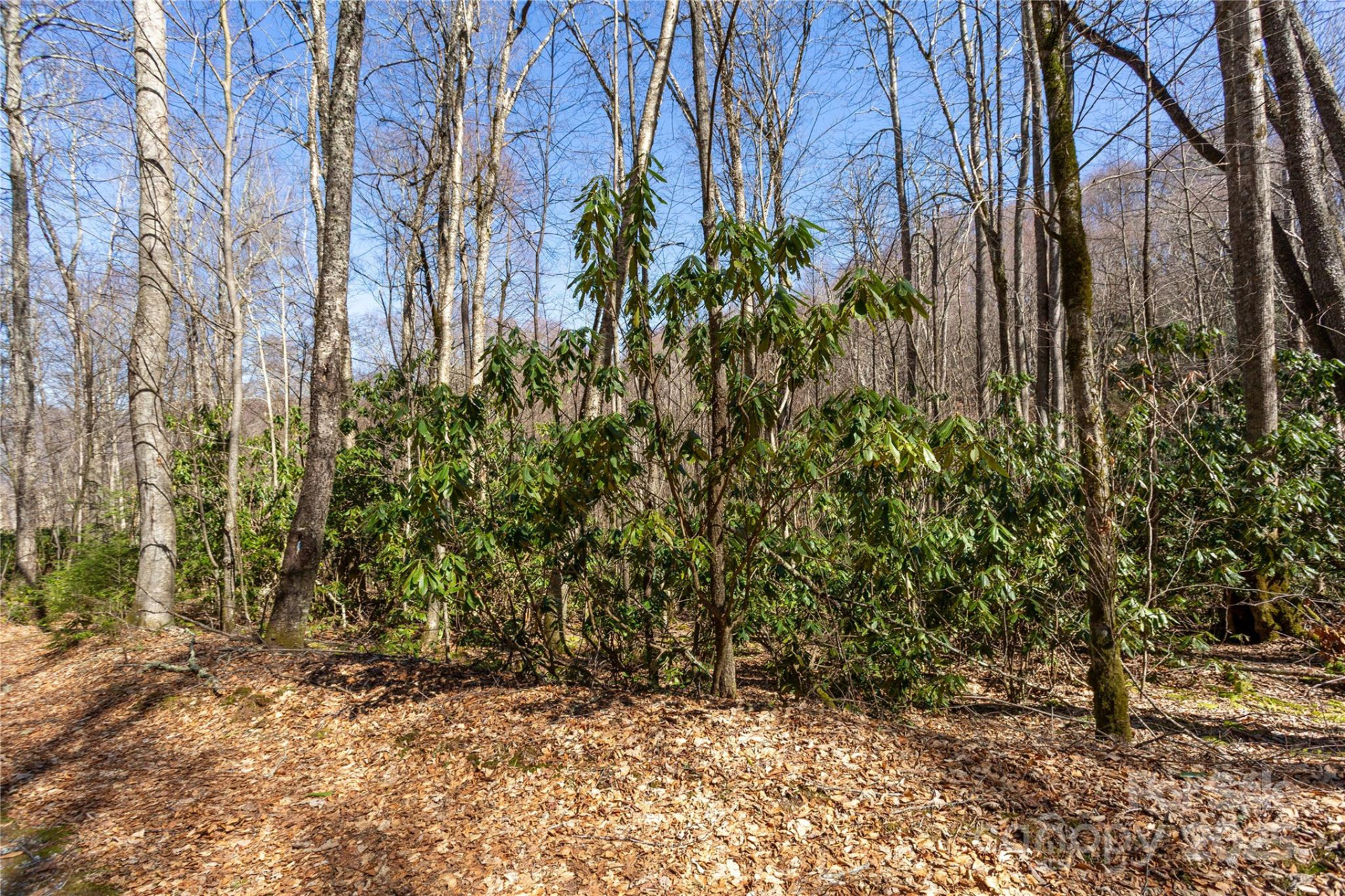 Lot 50 Bearwallow Ridge Trail #50 - Photo 31