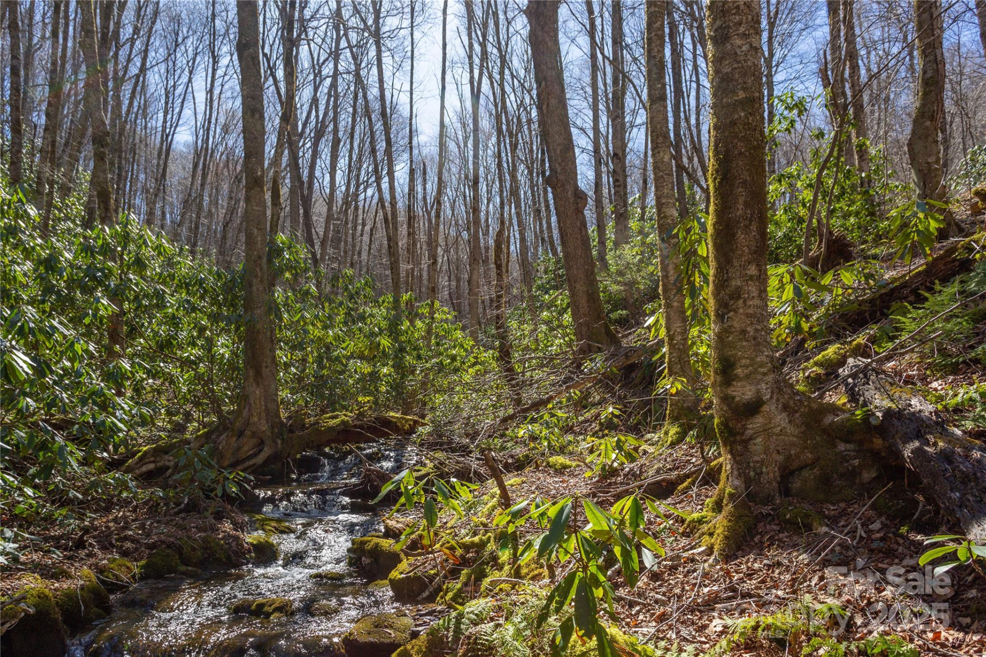 Lot 50 Bearwallow Ridge Trail #50 - Photo 5