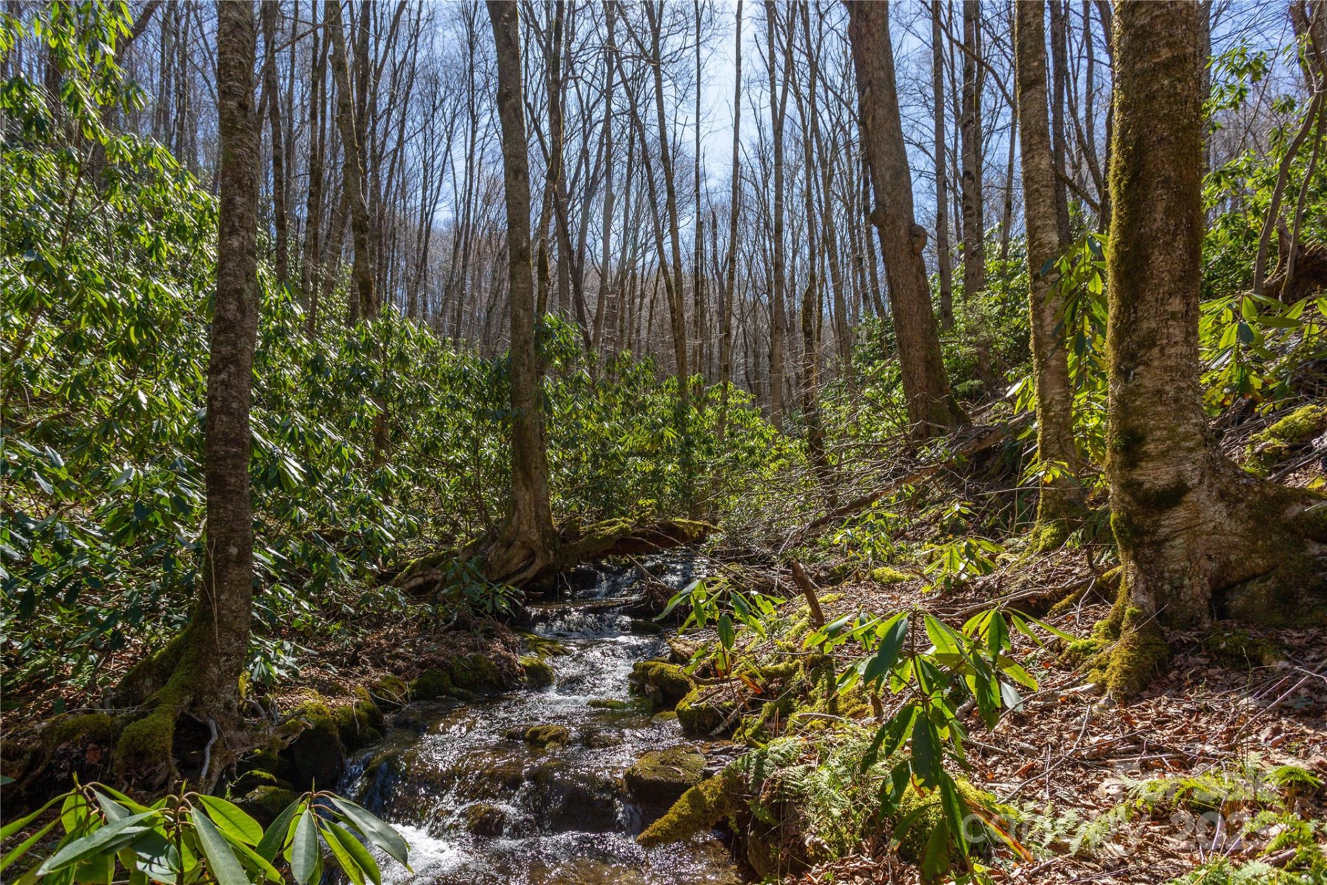 Lot 50 Bearwallow Ridge Trail #50 - Photo 6