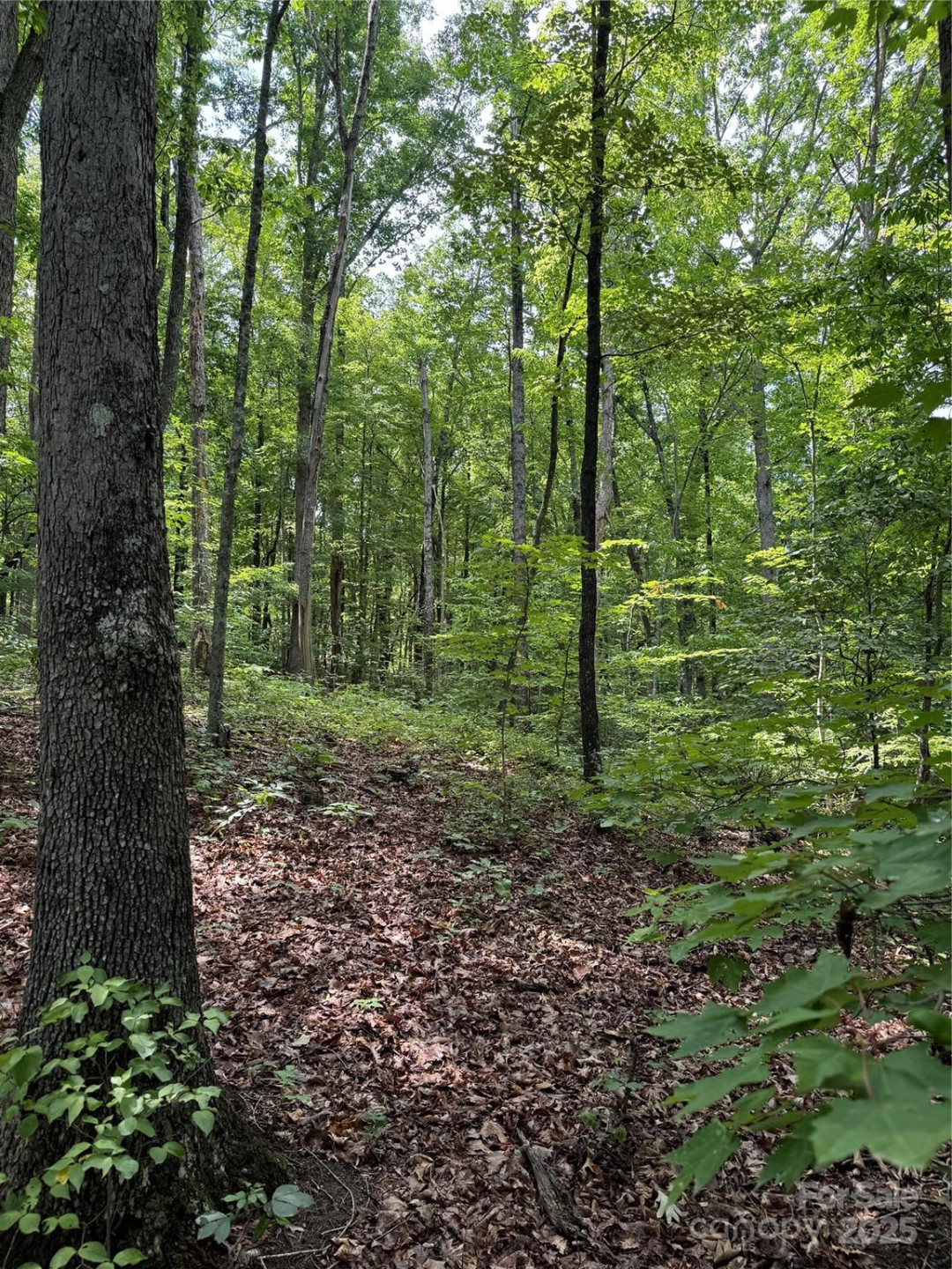 00 Pinnacle Parkway - Photo 6