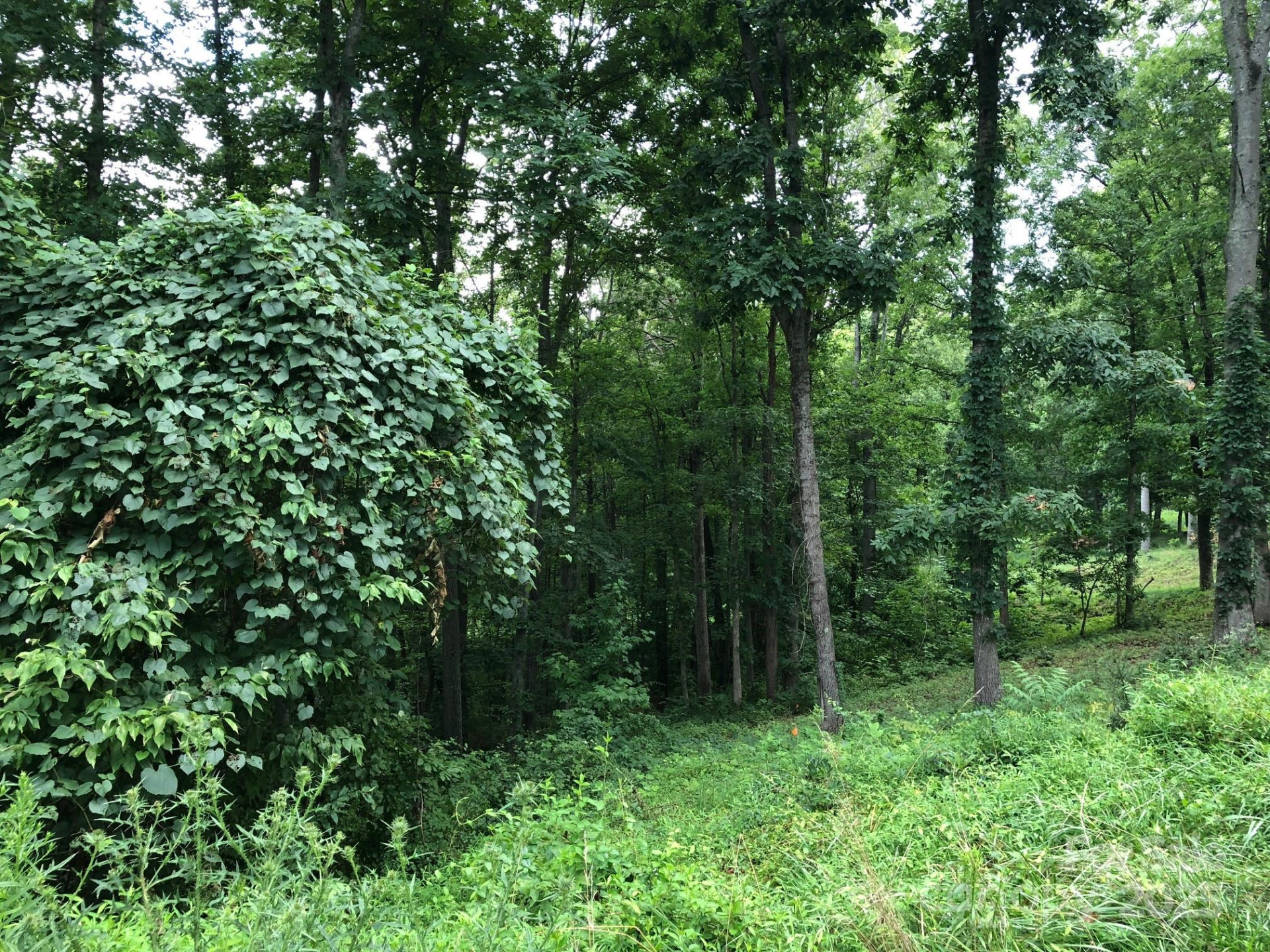 45 Sweet Fern Parkway #43 - Photo 2