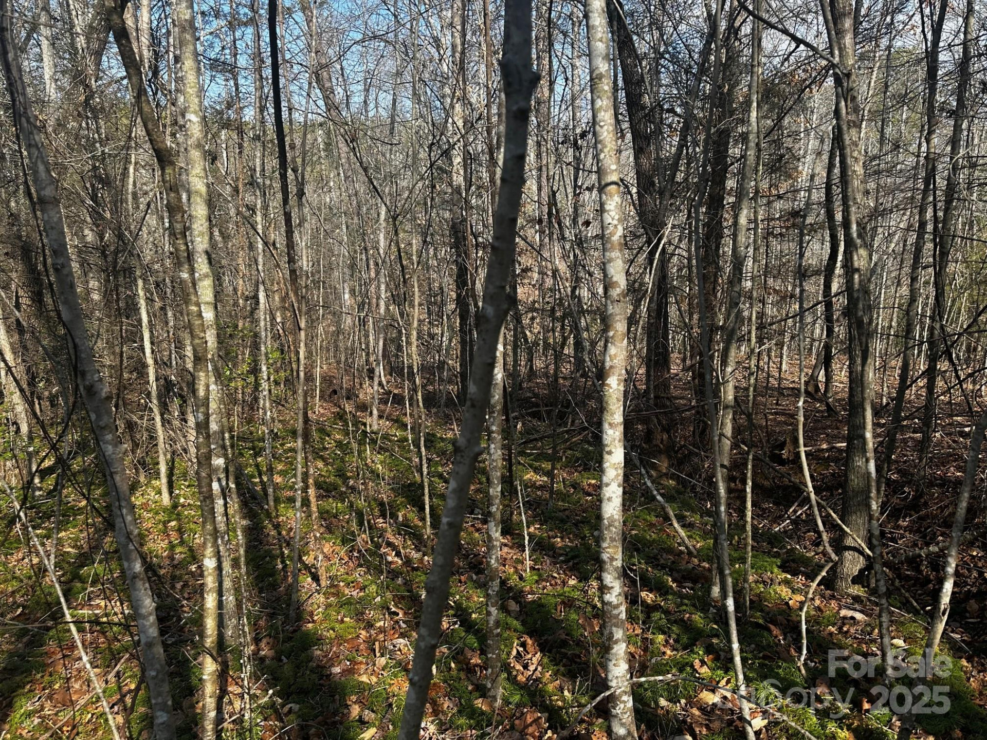 0000 Grassy Knob Road - Photo 13