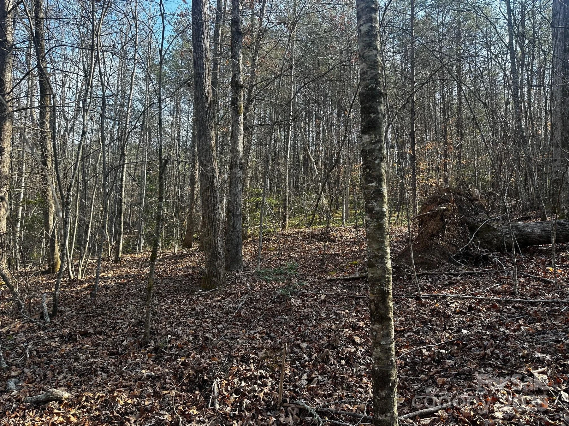 0000 Grassy Knob Road - Photo 16