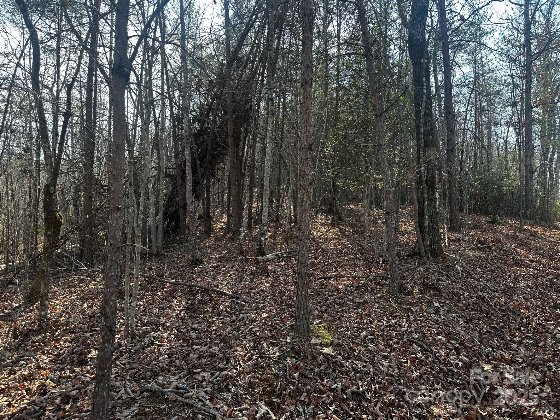 0000 Grassy Knob Road - Photo 5