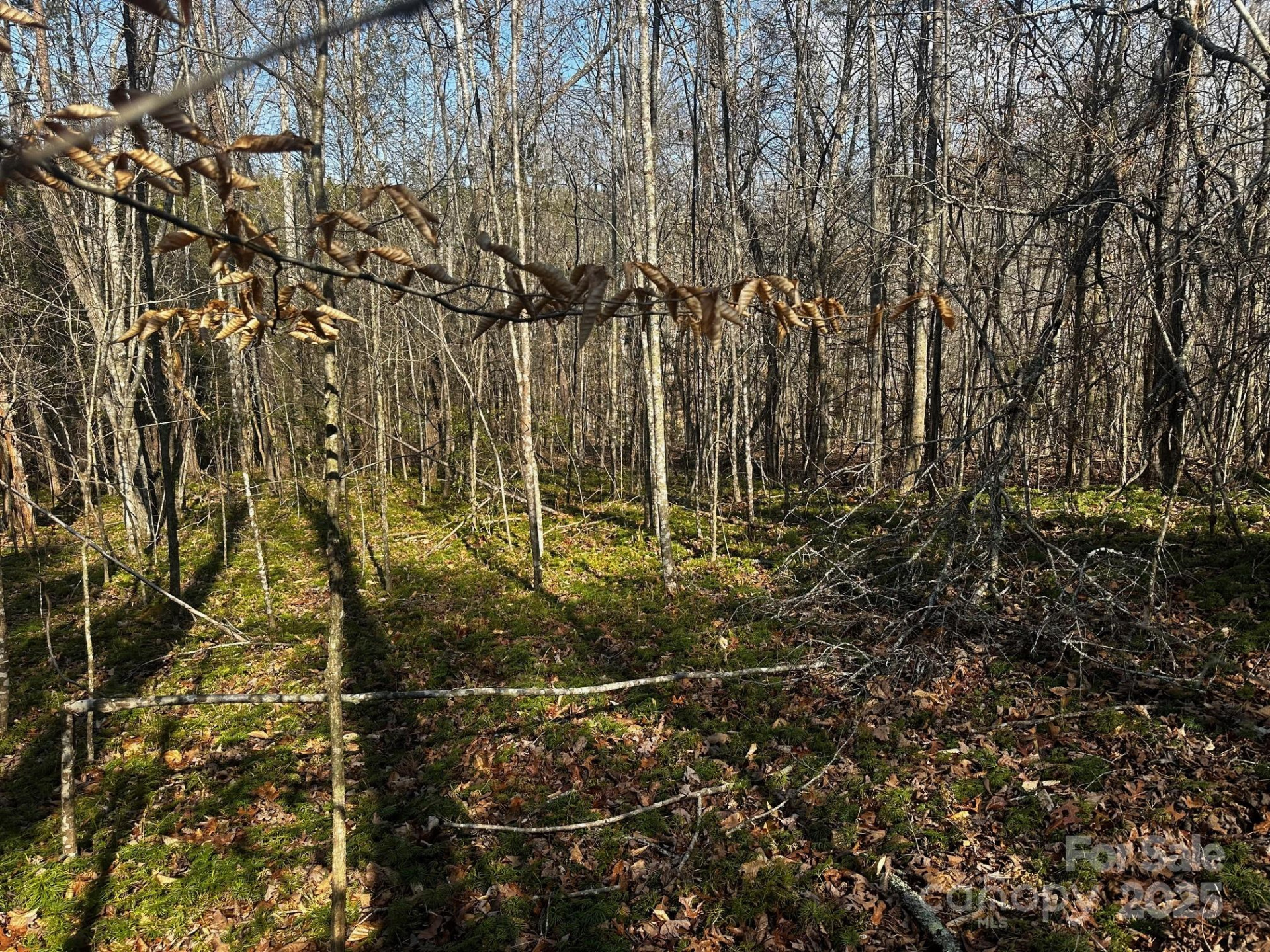 0000 Grassy Knob Road - Photo 8