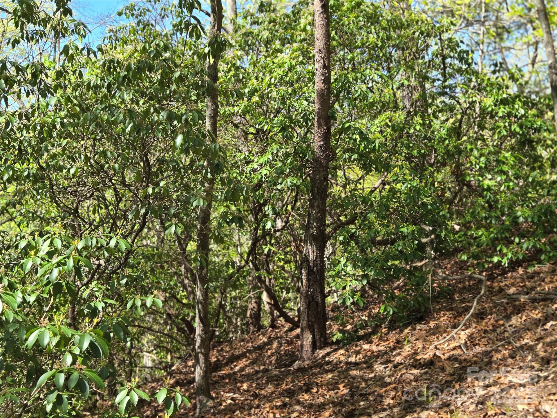 Lot 64 &  65 Walnut Lane - Photo 5