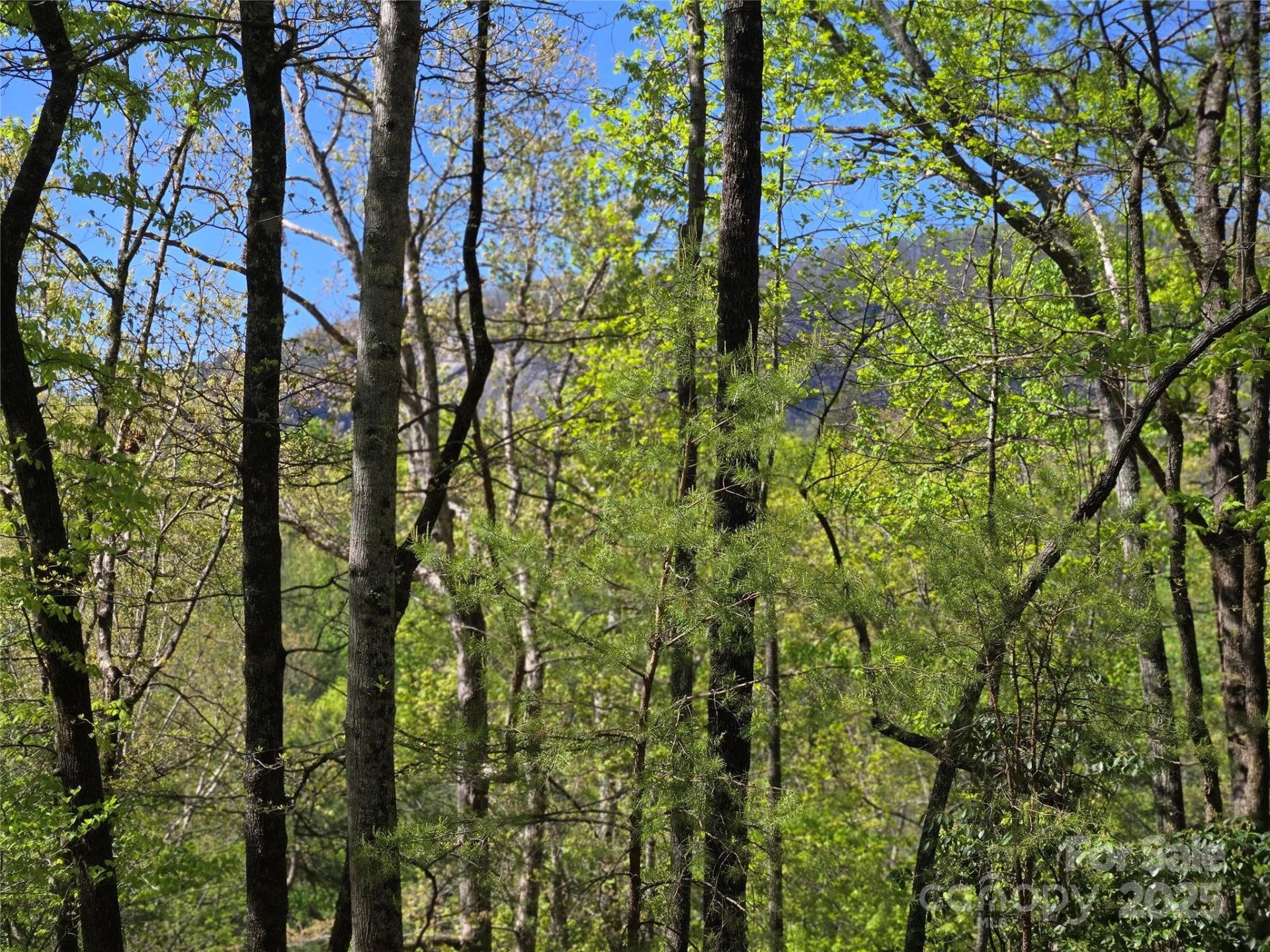 Lot 64 &  65 Walnut Lane - Photo 7