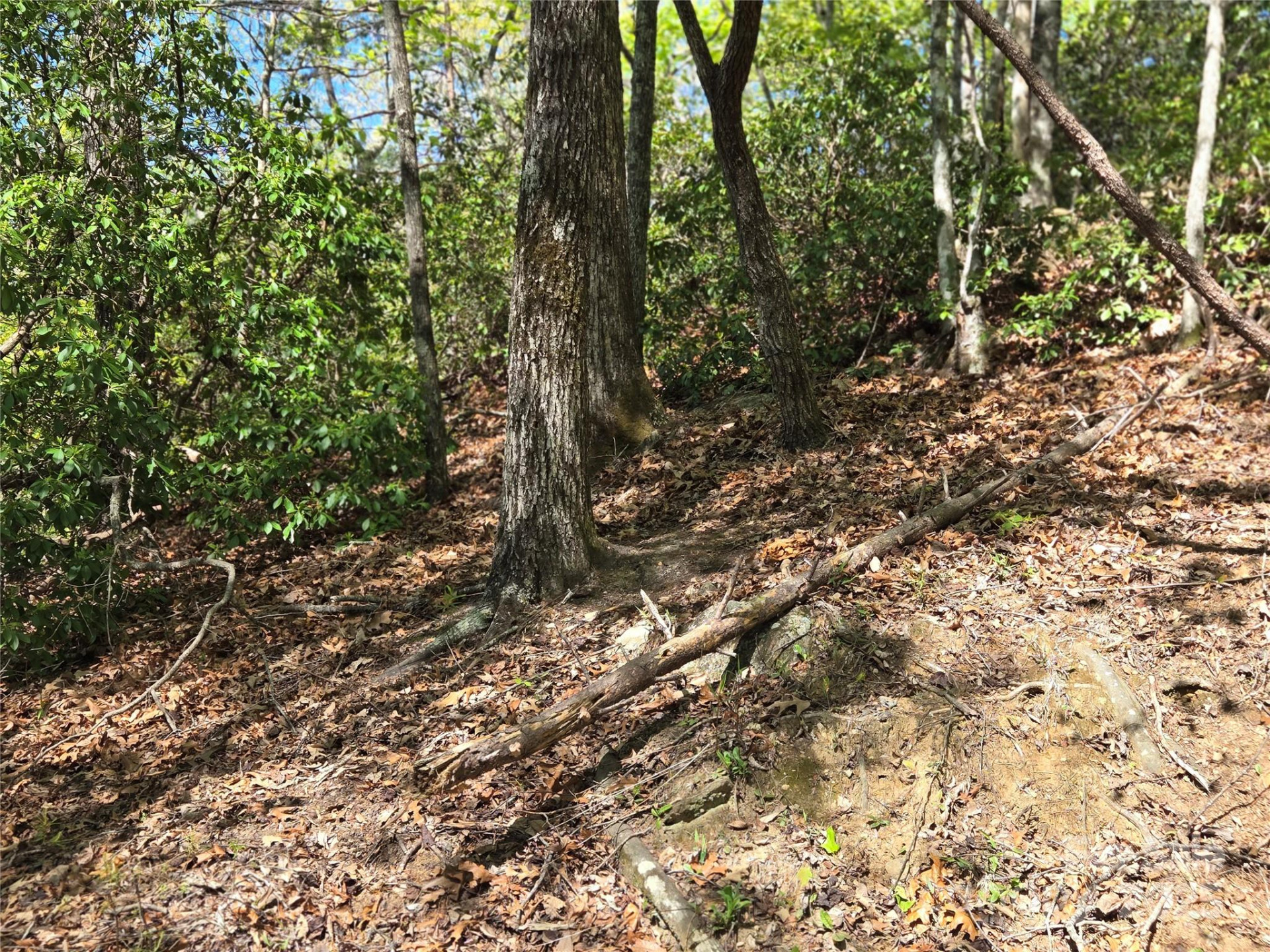 Lot 64 &  65 Walnut Lane - Photo 9