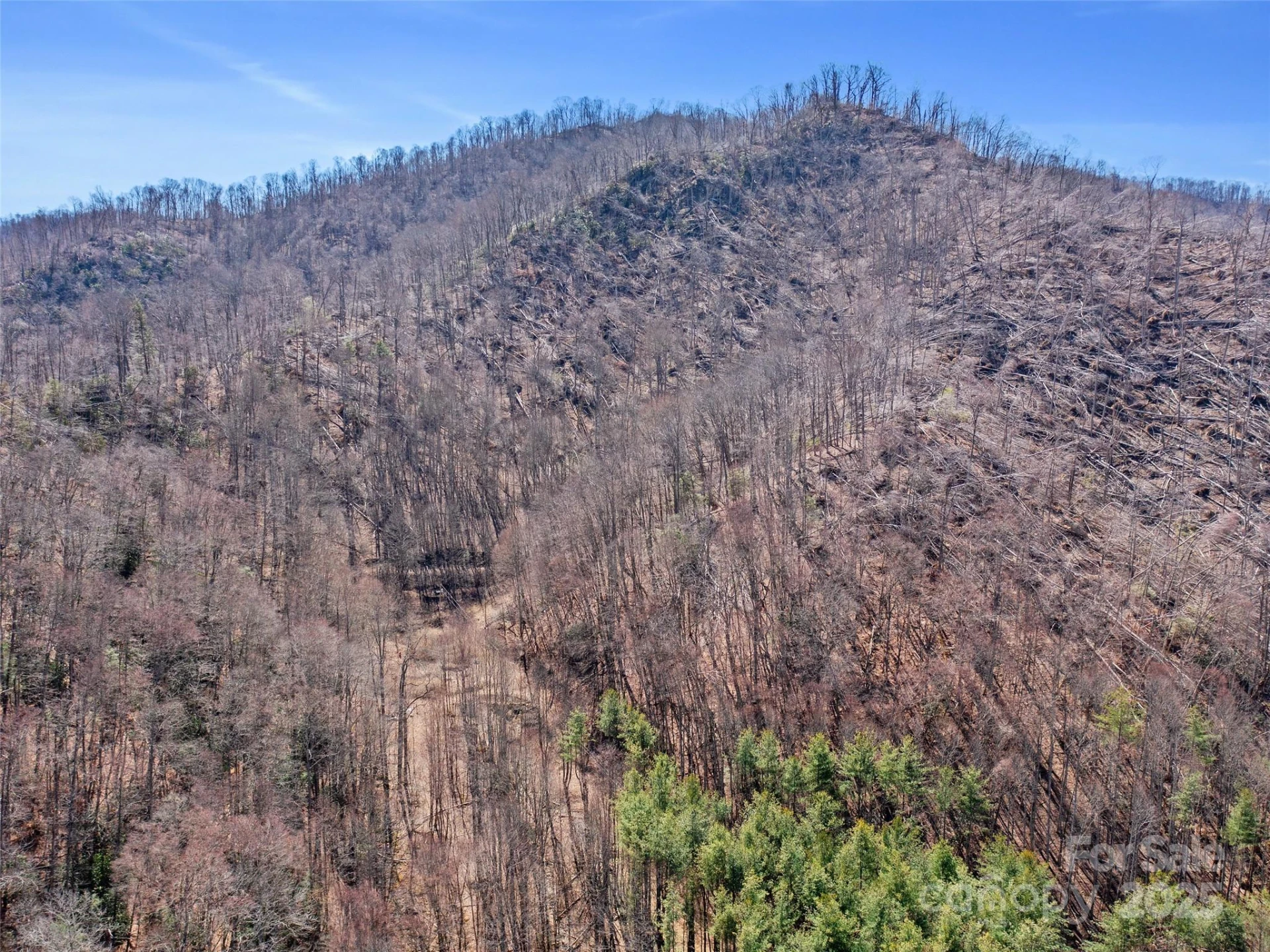 0 NC Highway 226 None - Photo 40
