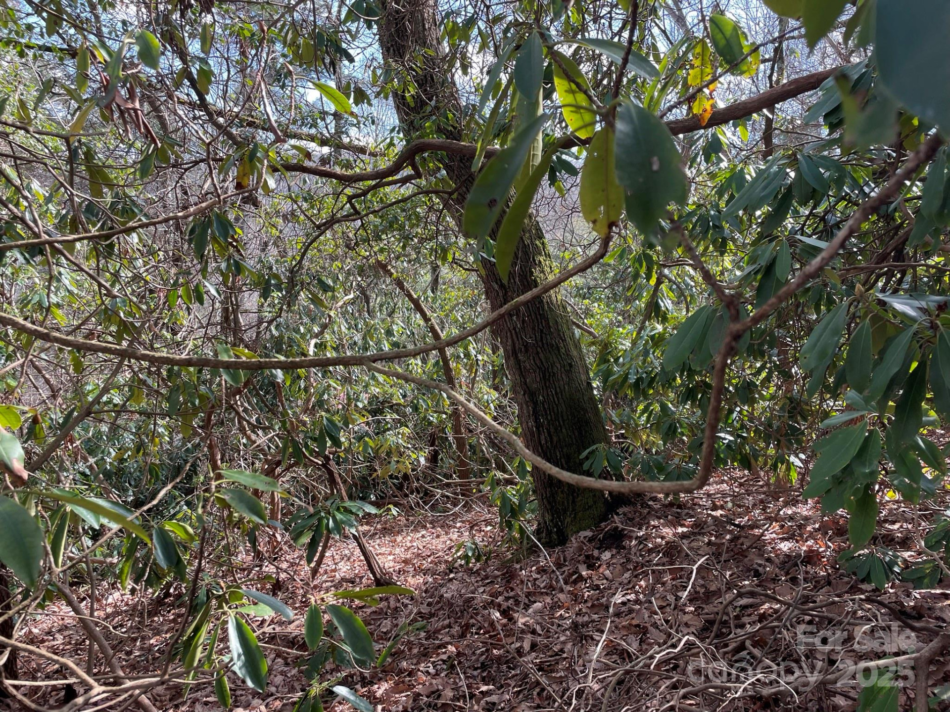 0 Gingercake Road - Photo 11