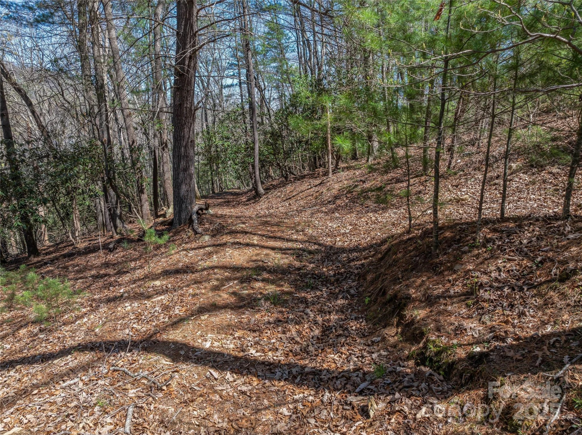 37 Dividing Ridge Trail #12 - Photo 3
