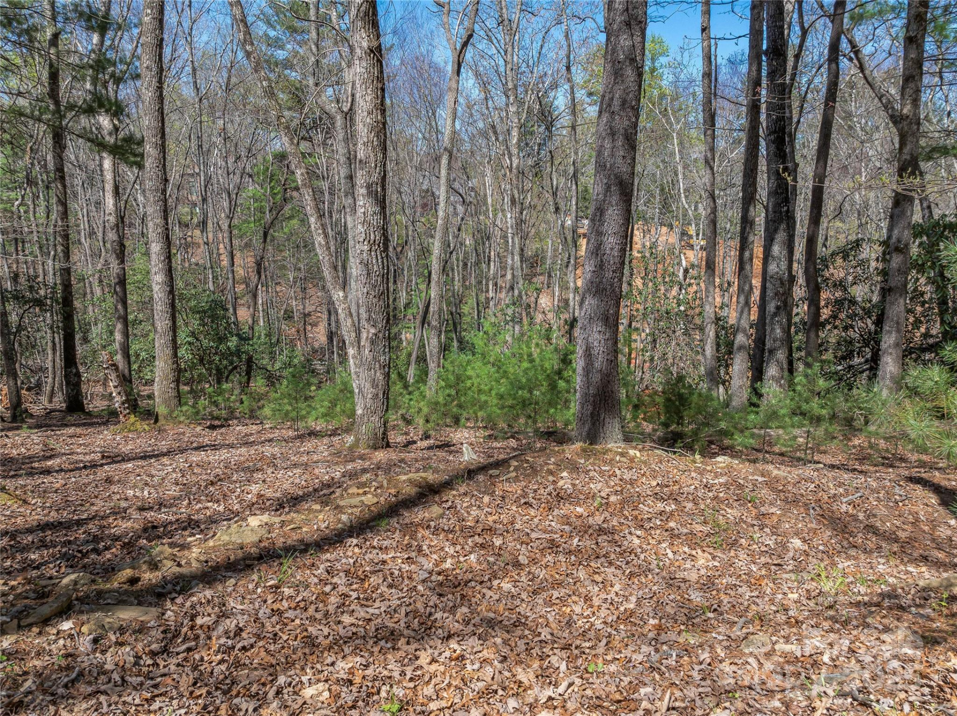 37 Dividing Ridge Trail #12 - Photo 4