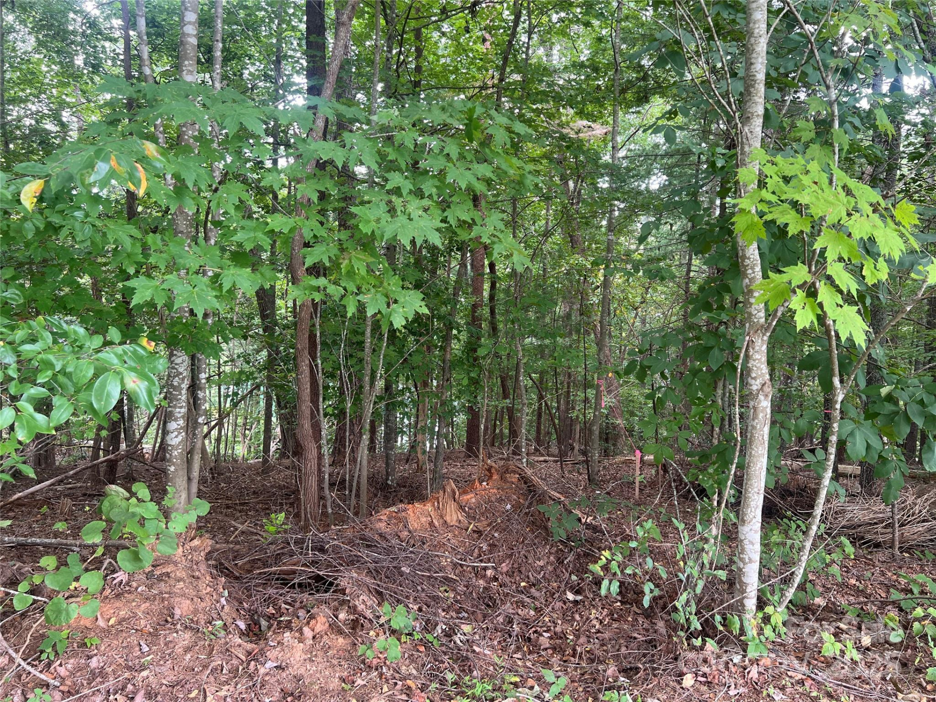 1600 Lillians Point Court #33 - Photo 8