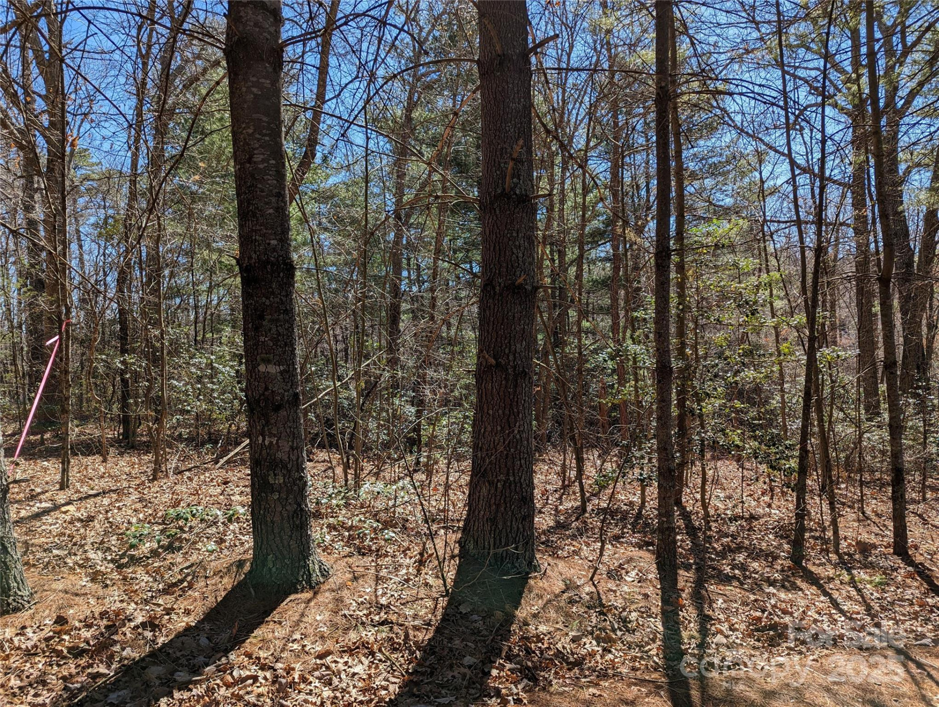 Lot 2 Chinquapin Hill - Photo 6