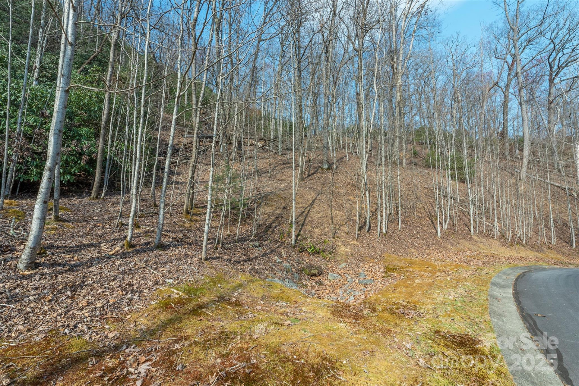 0 Shining Rock Path #11 - Photo 6