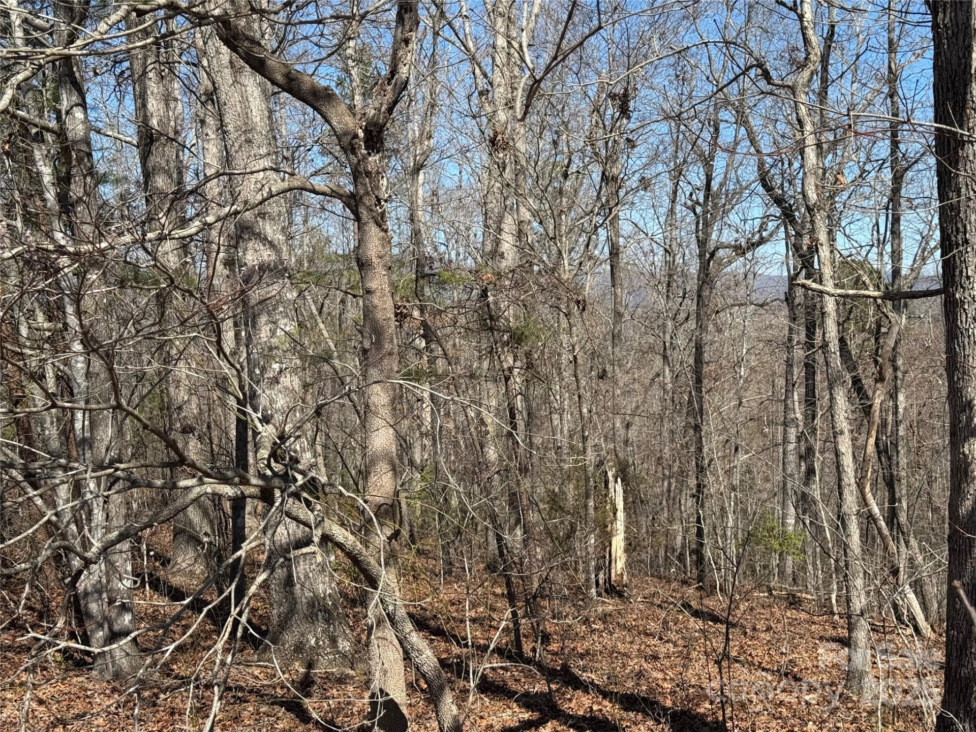 00 Shady Bark Lane - Photo 3