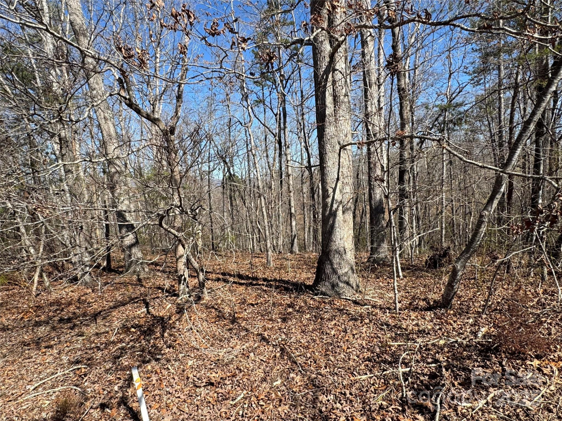 00 Shady Bark Lane - Photo 4