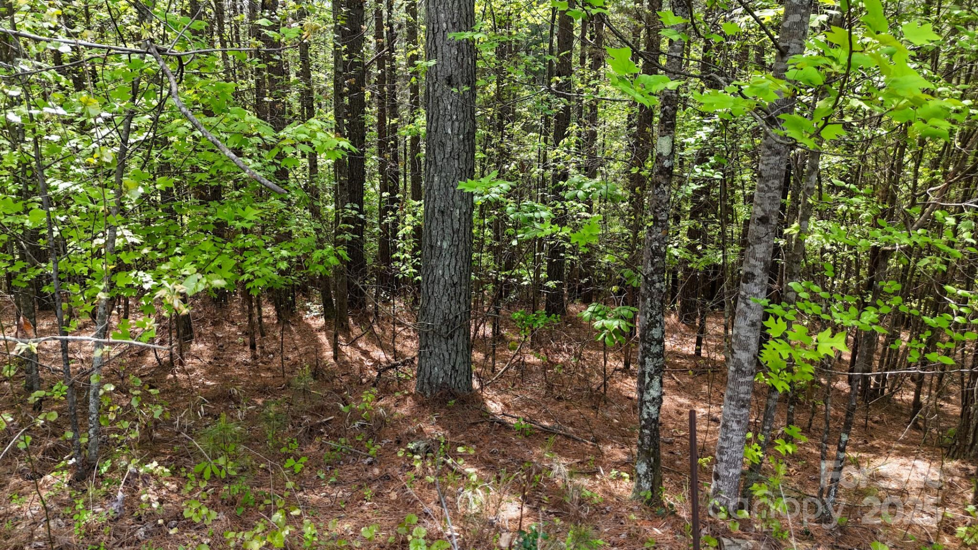 103 Shortoff Trail #113 - Photo 8