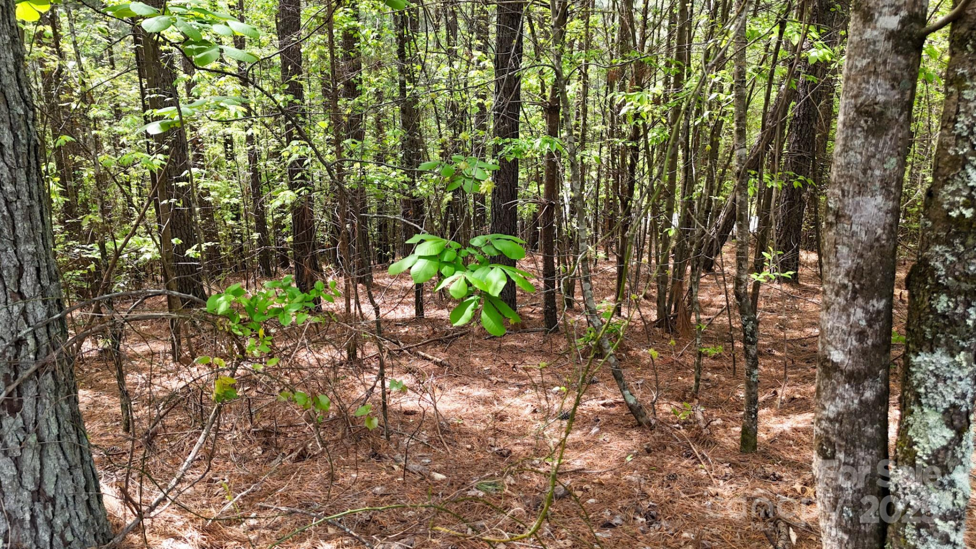 103 Shortoff Trail #113 - Photo 10