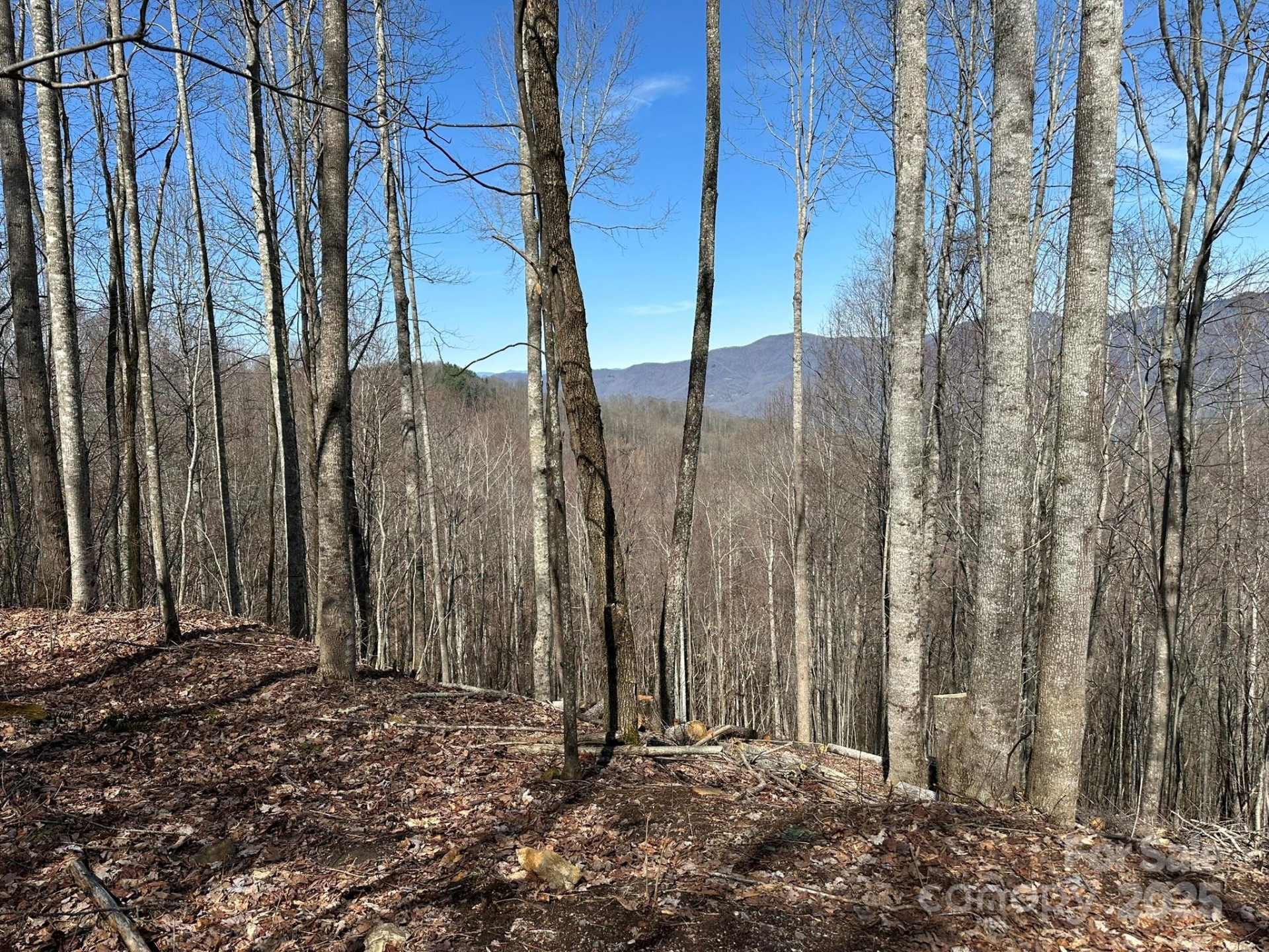 142 Old Growth Way #58 - Photo 12