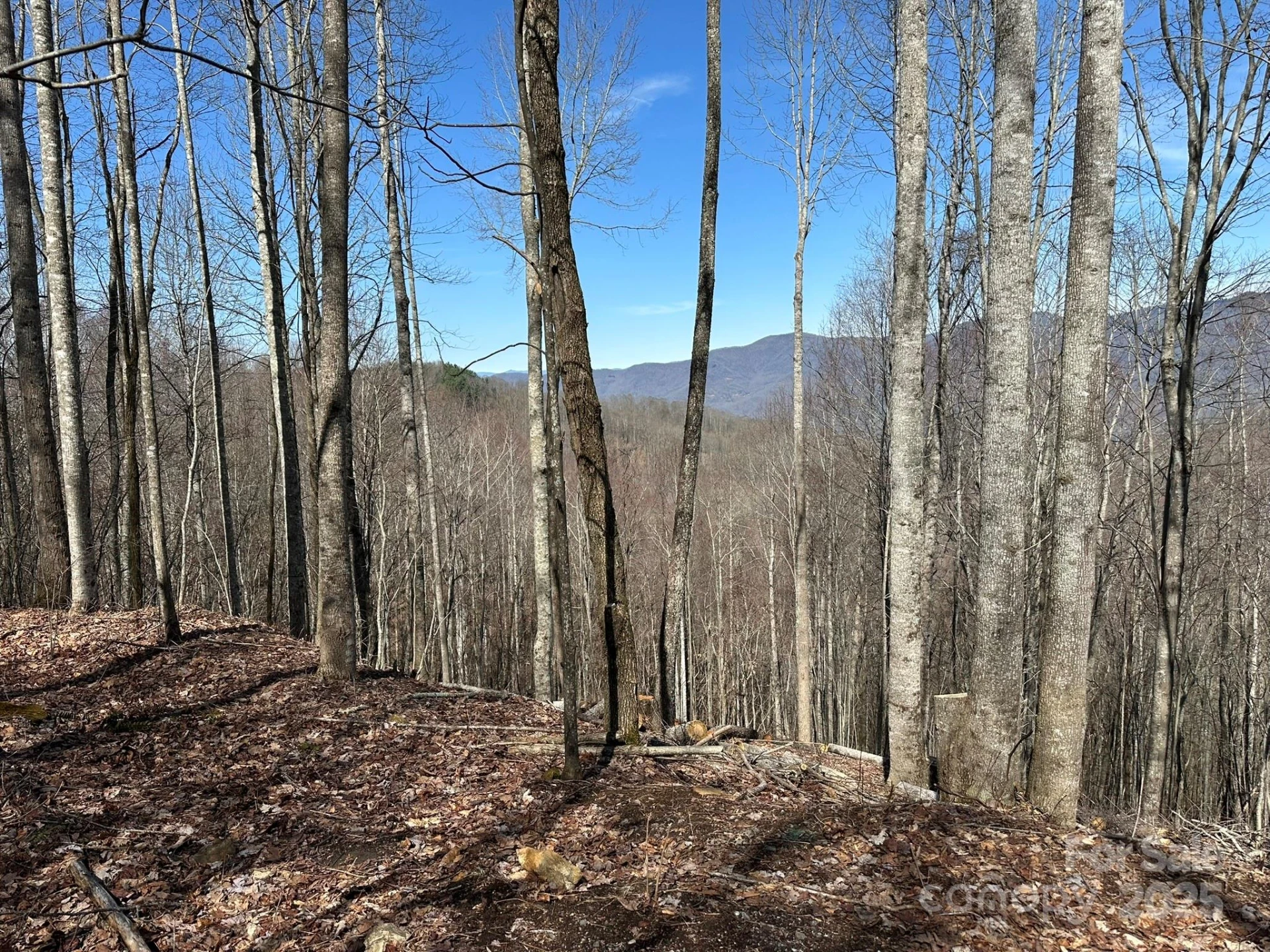 142 Old Growth Way #58 - Photo 12