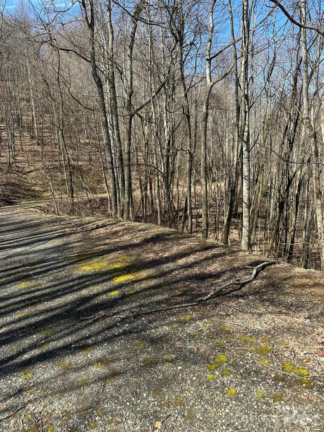 142 Old Growth Way #58 - Photo 17