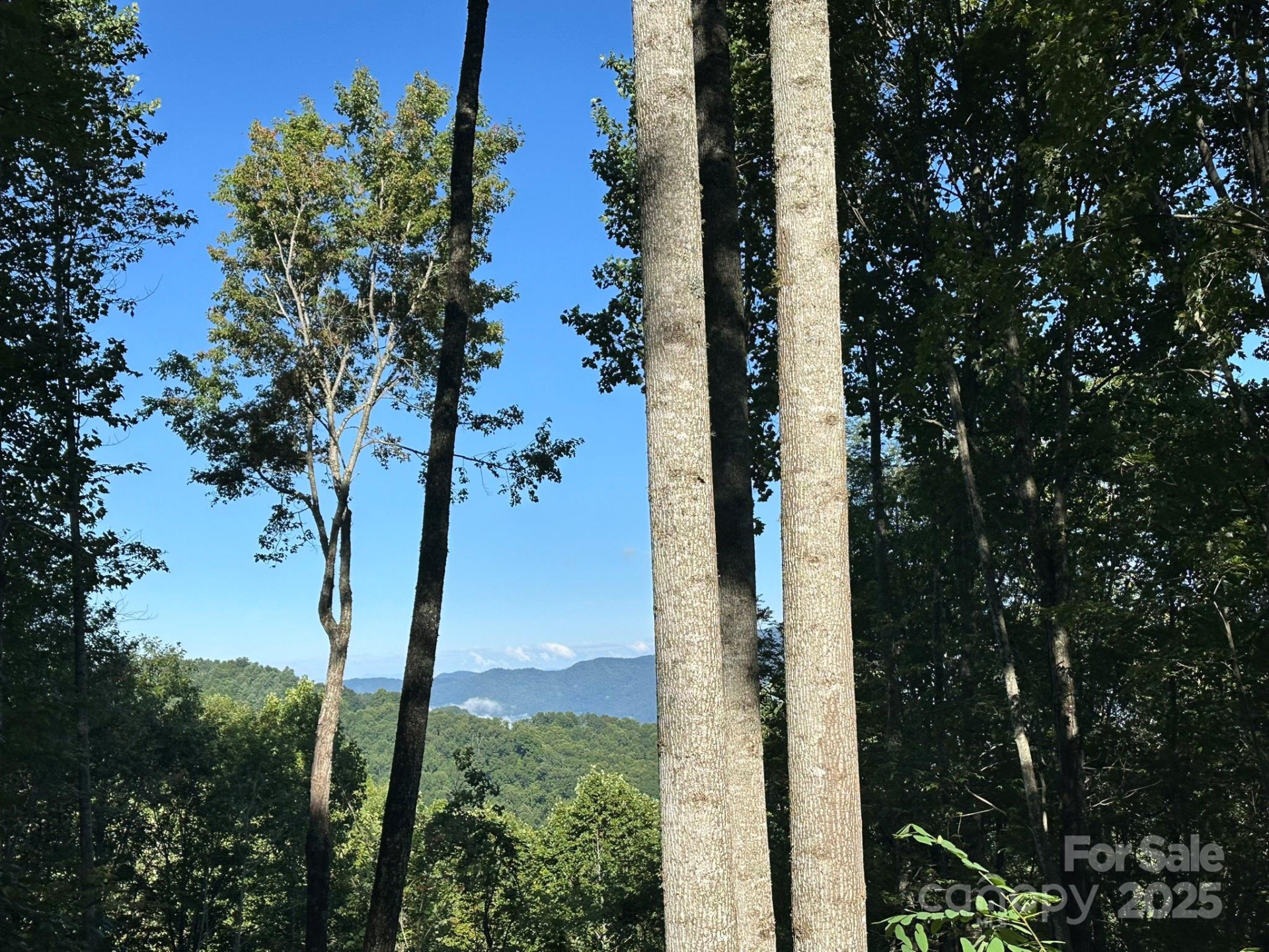 142 Old Growth Way #58 - Photo 6