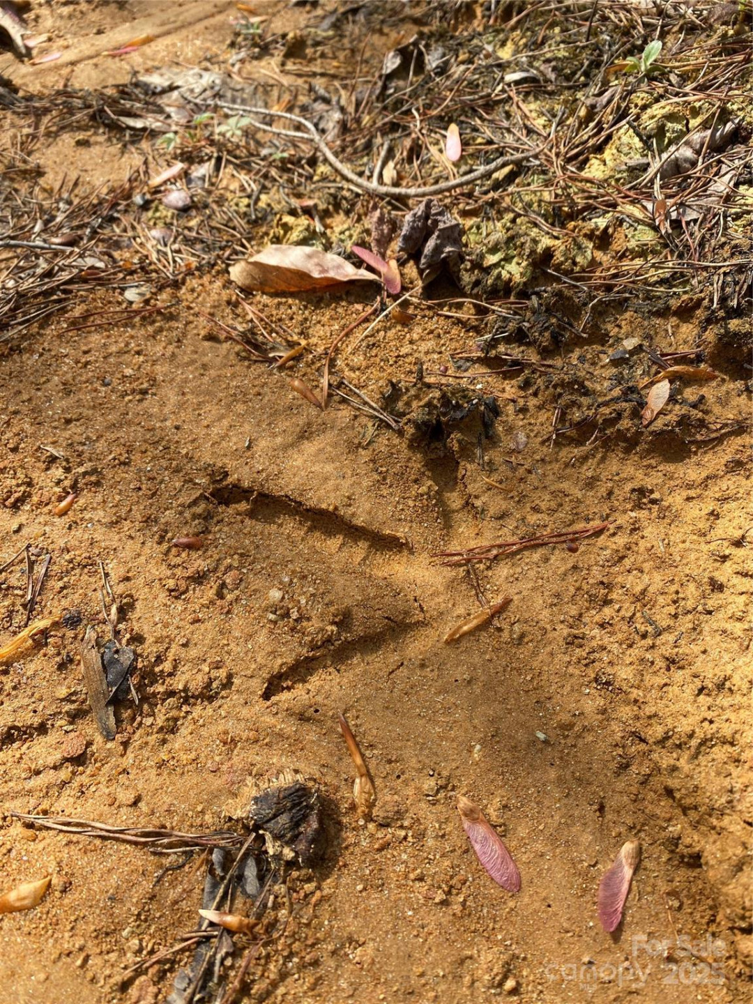 0 Cane Creek Mountain Road - Photo 23