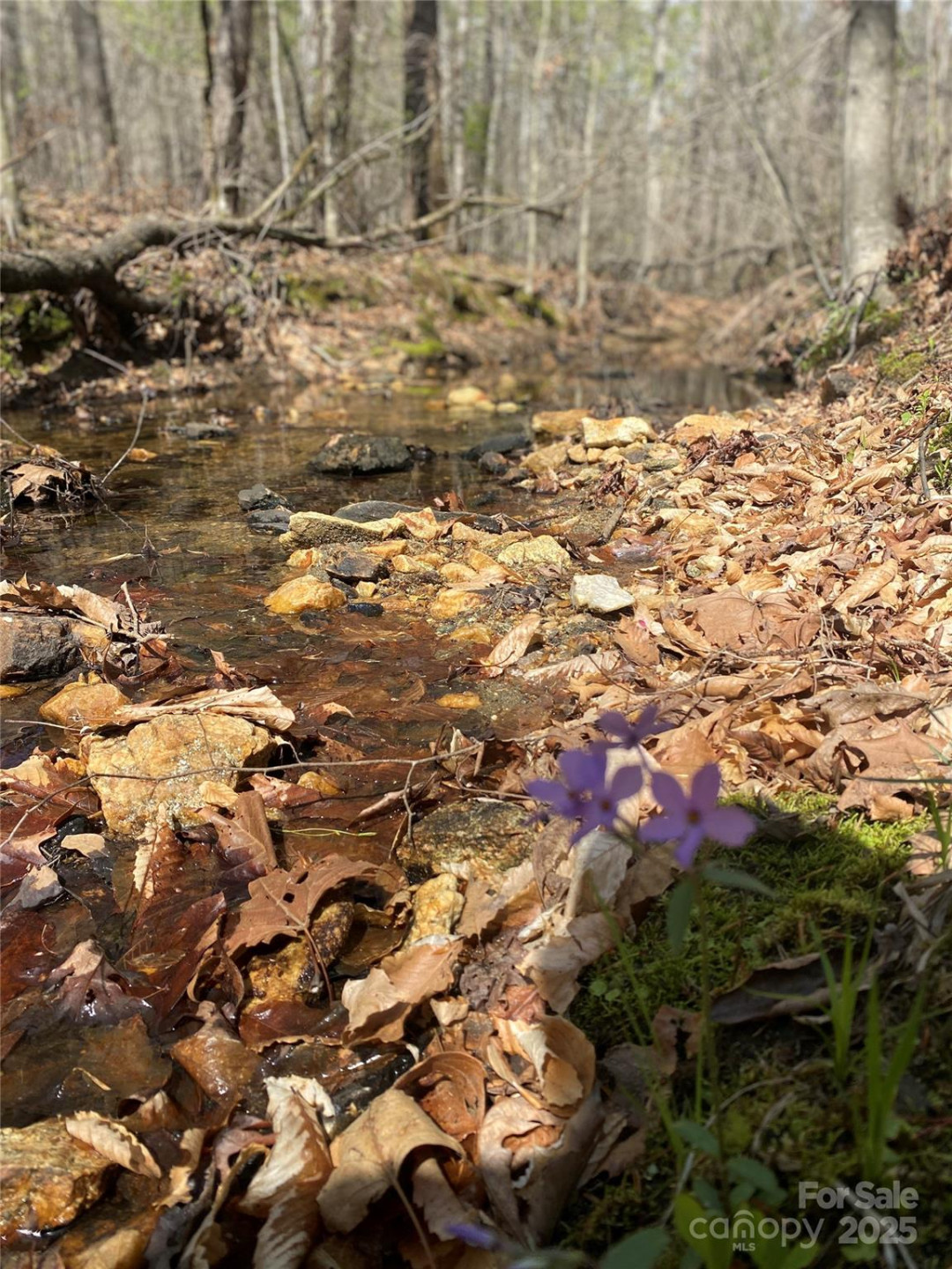 0 Cane Creek Mountain Road - Photo 9