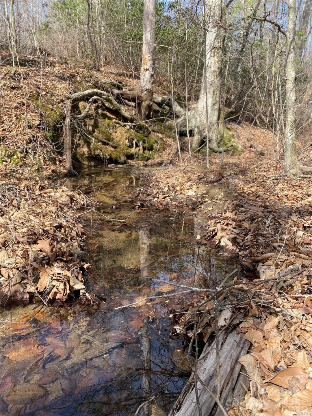 0 Cane Creek Mountain Road - Photo 10