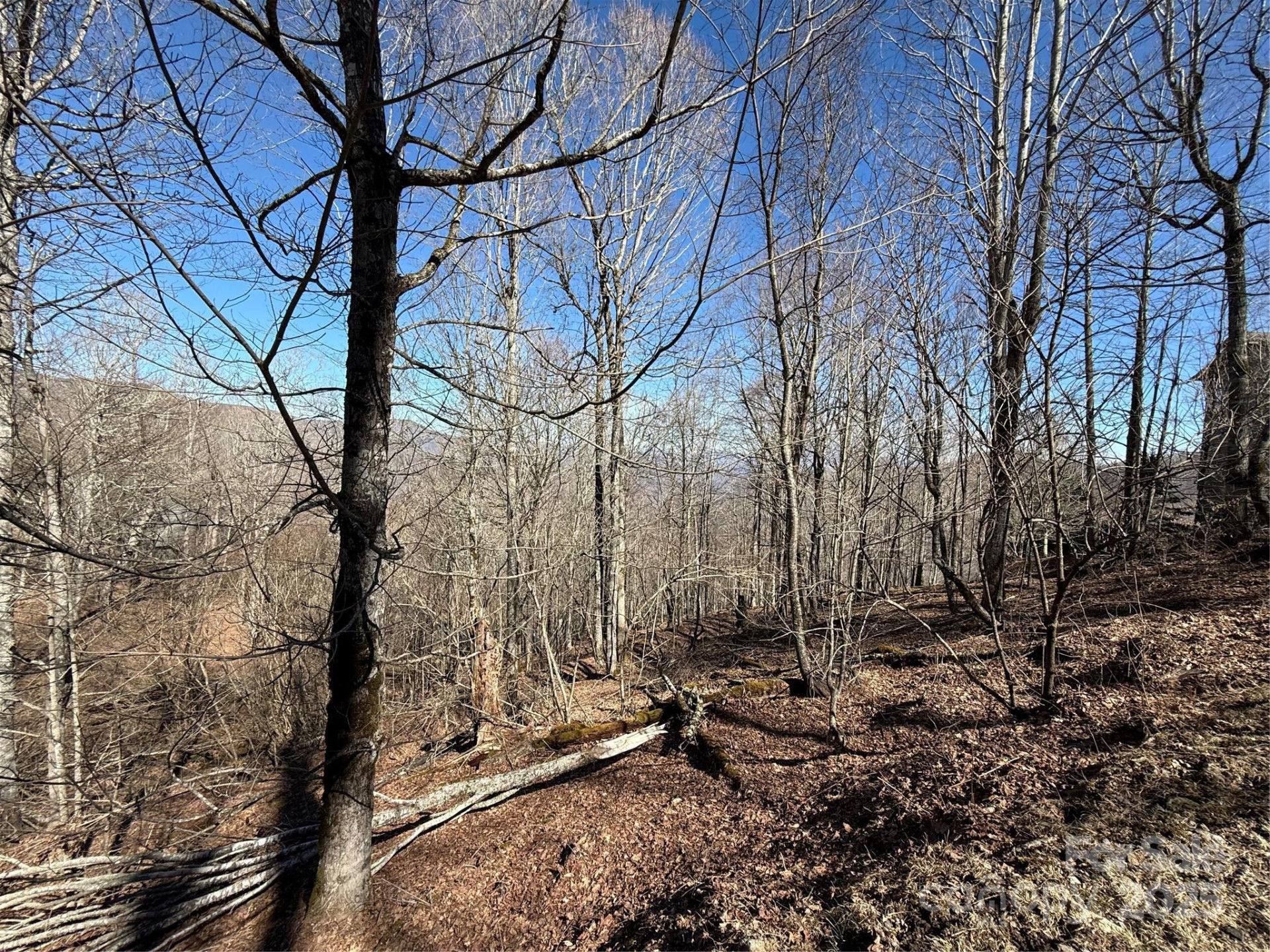 000 Running Cedar Lane #31 - Photo 3