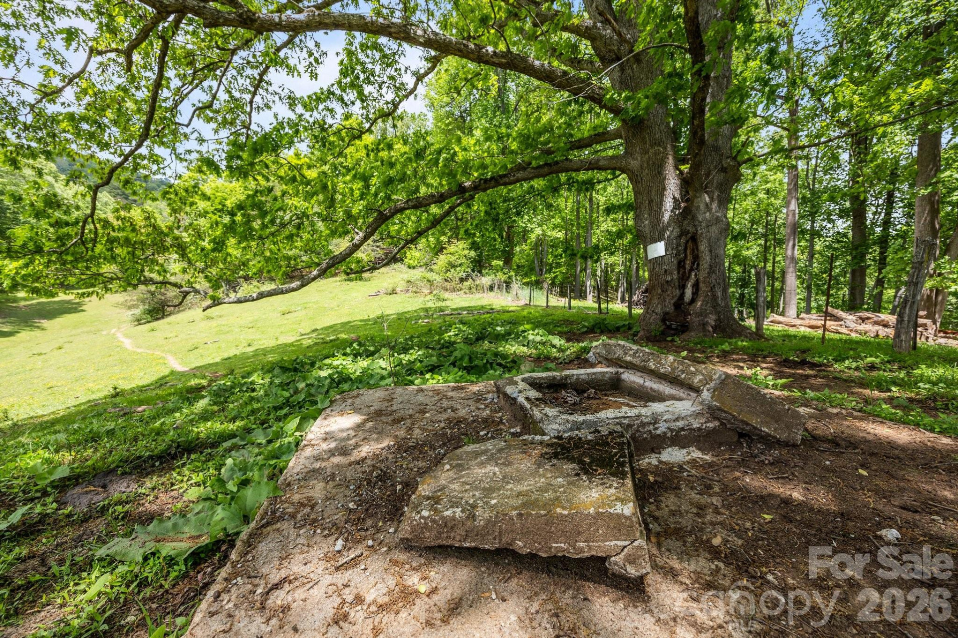 411 Big Sandy Mush Road - Photo 11