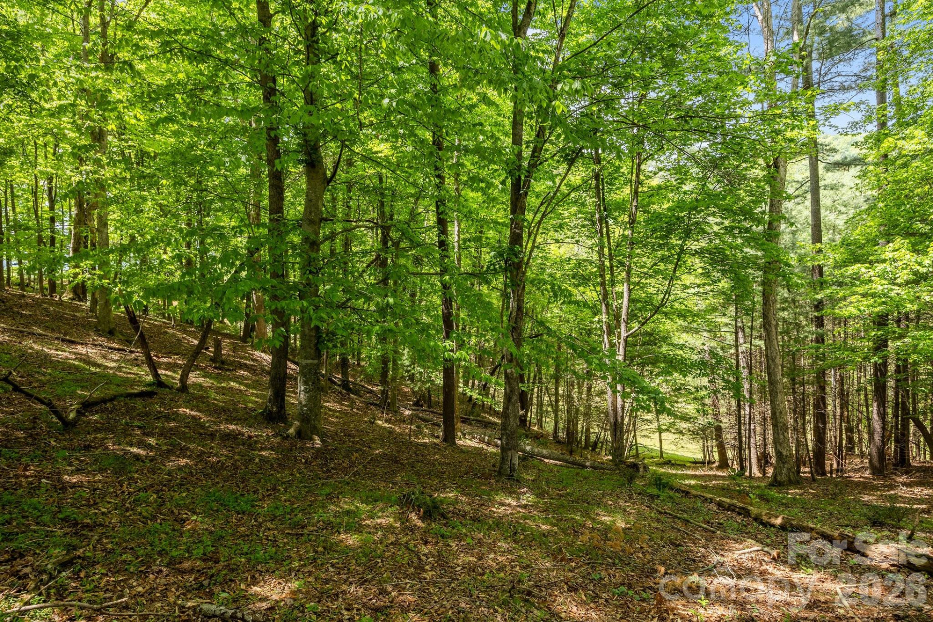 411 Big Sandy Mush Road - Photo 7