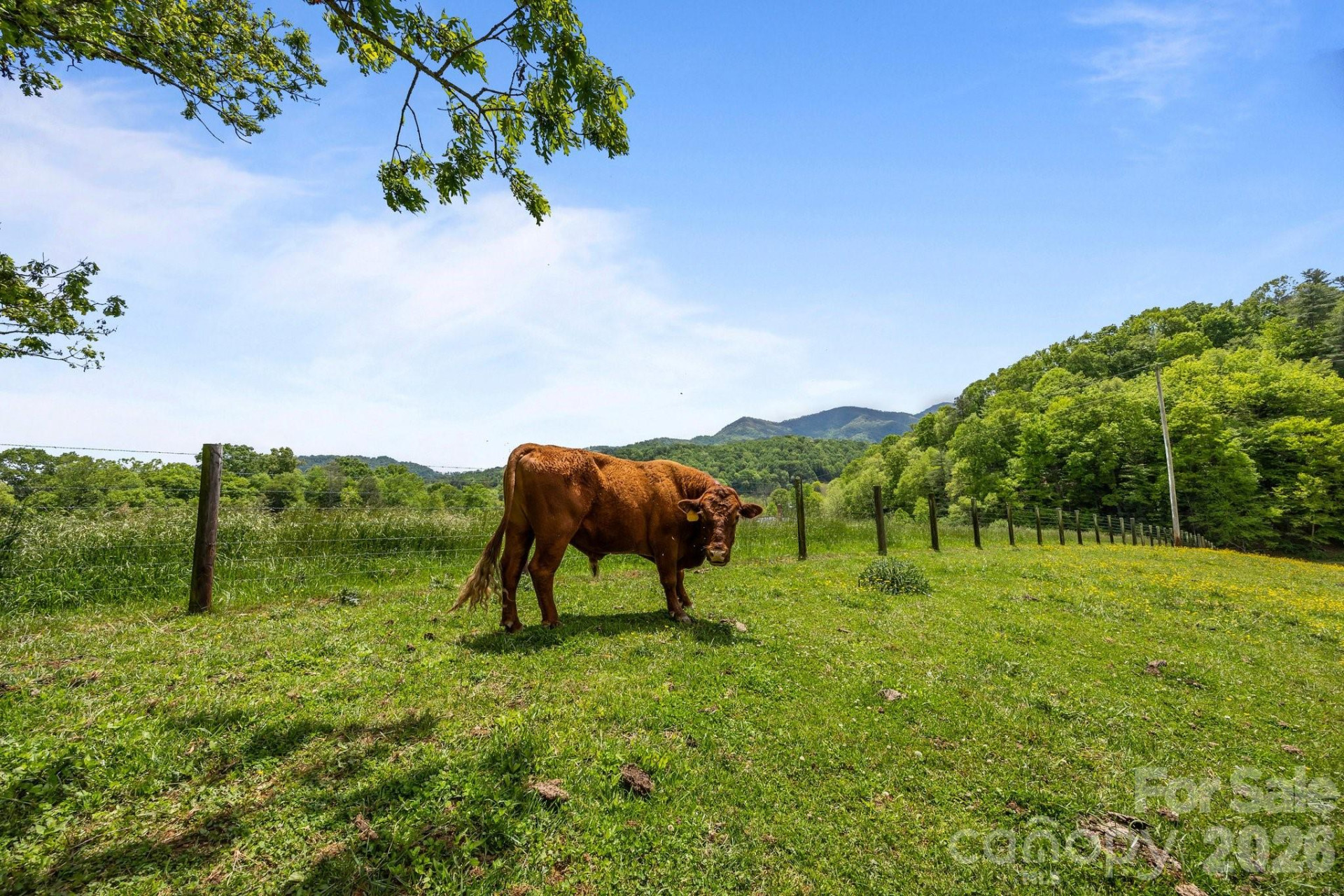 411 Big Sandy Mush Road - Photo 9