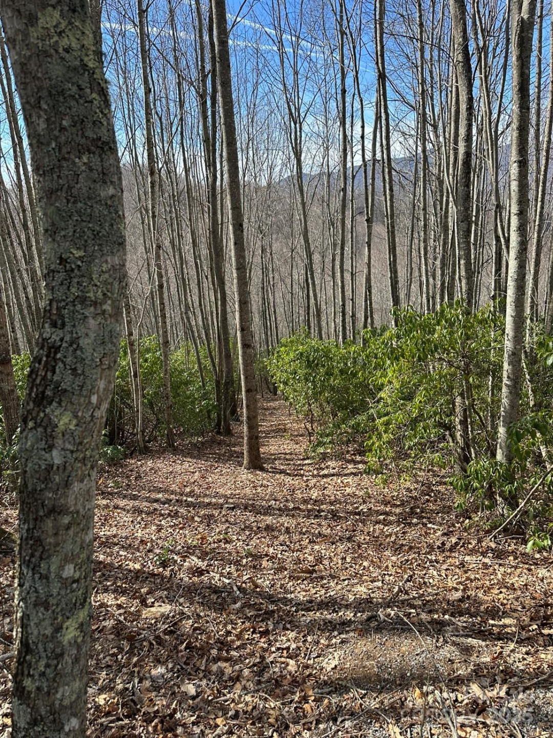 Lt 239 Down The Hill Road #239 - Photo 3