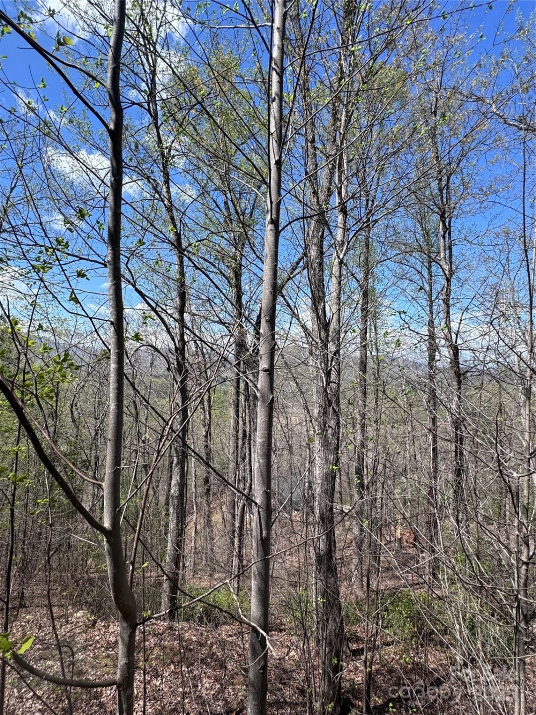 0 High Pines Loop #158