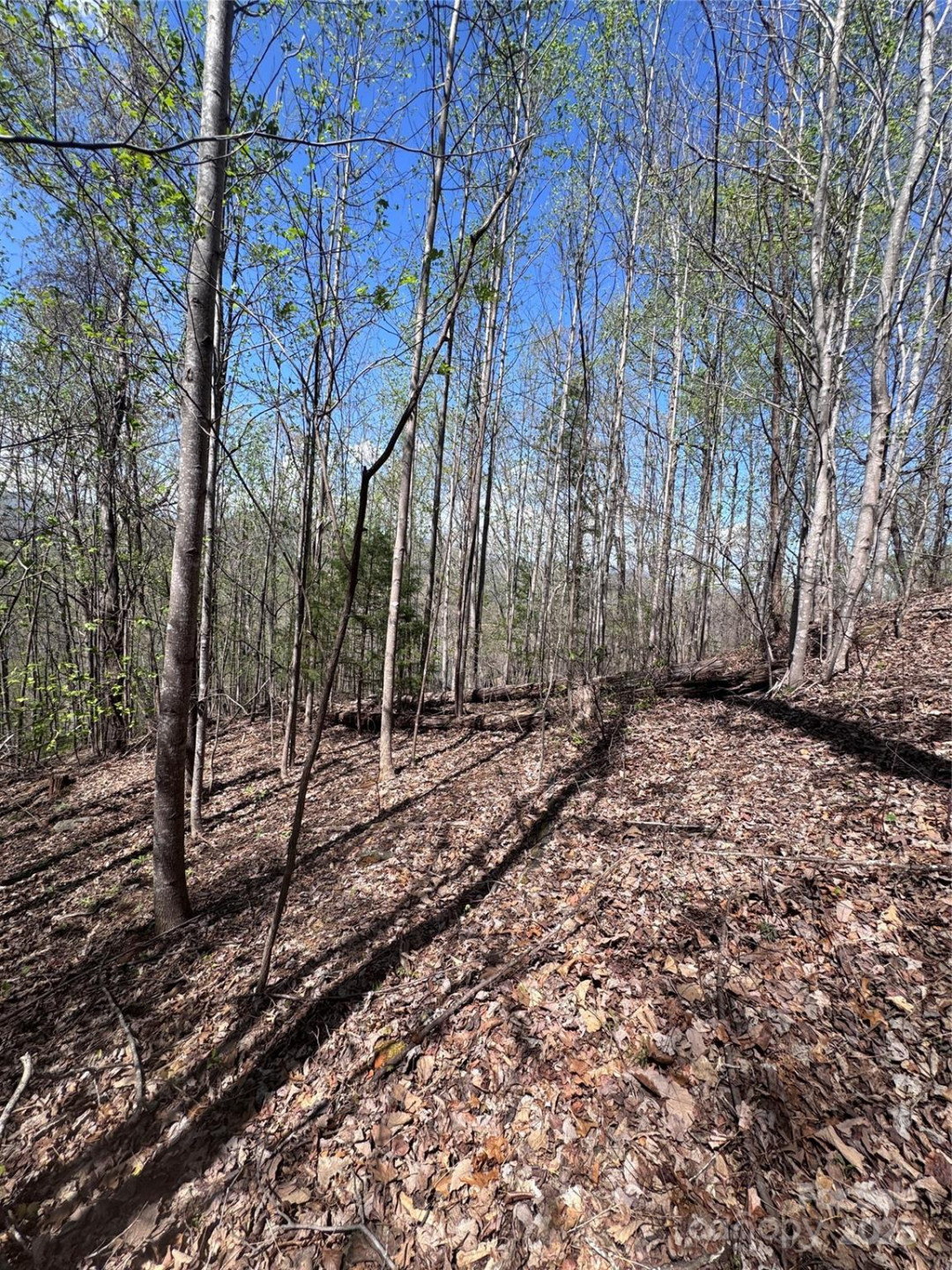 0 High Pines Loop #158 - Photo 3