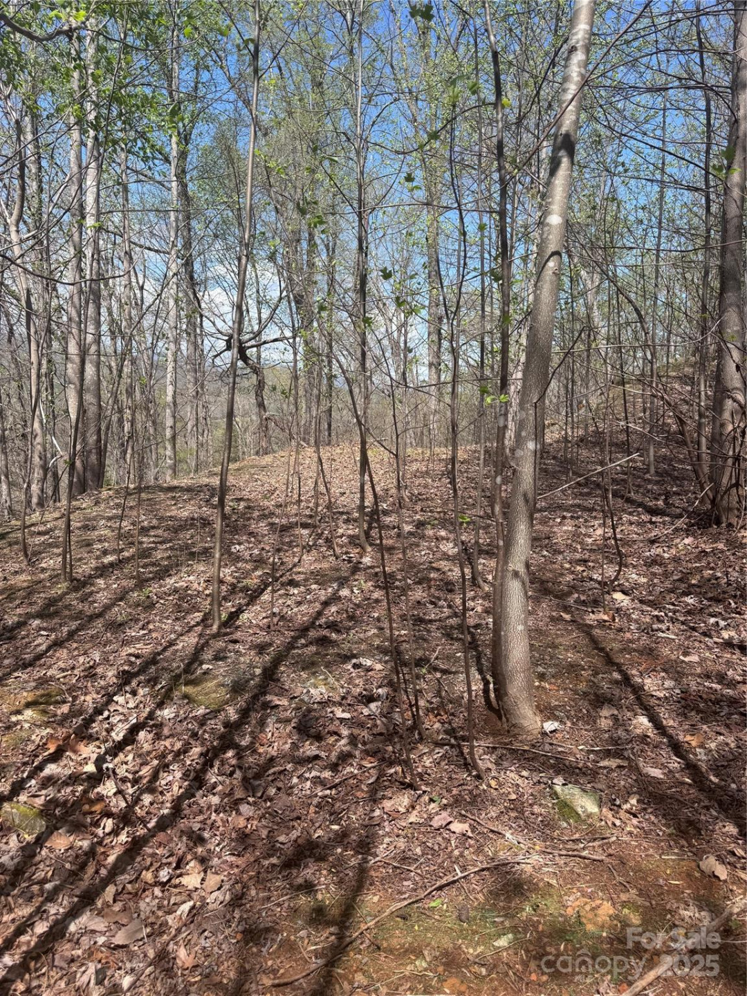 0 High Pines Loop #158 - Photo 4