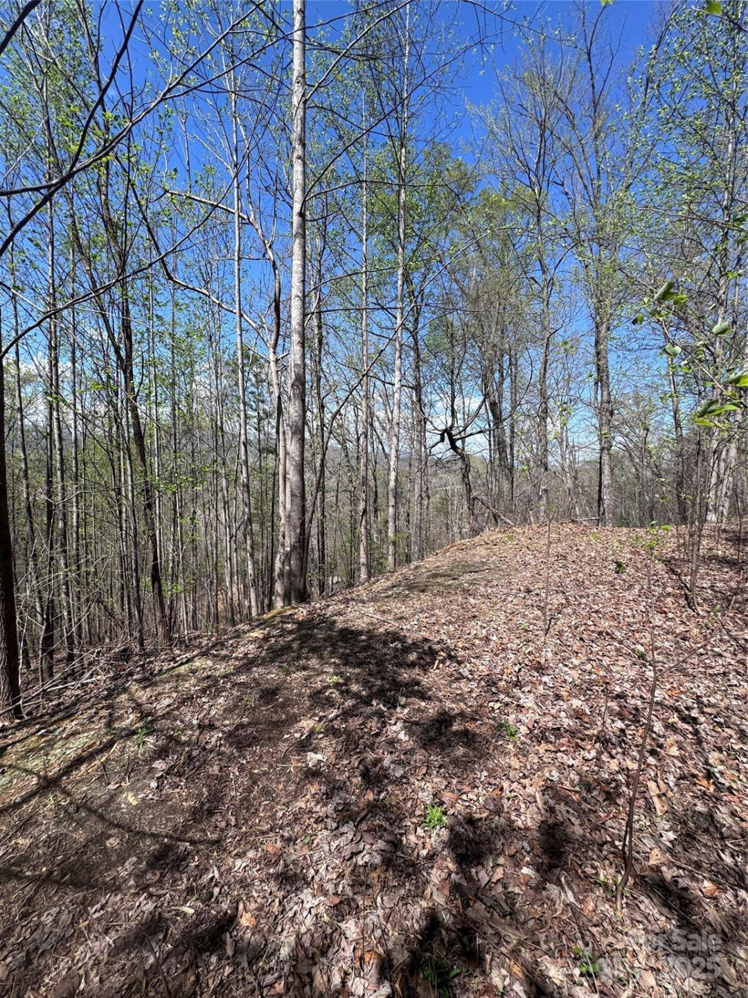 0 High Pines Loop #158 - Photo 5