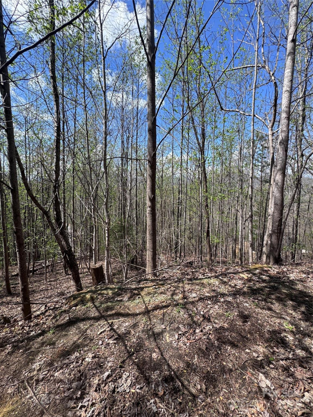 0 High Pines Loop #158 - Photo 6