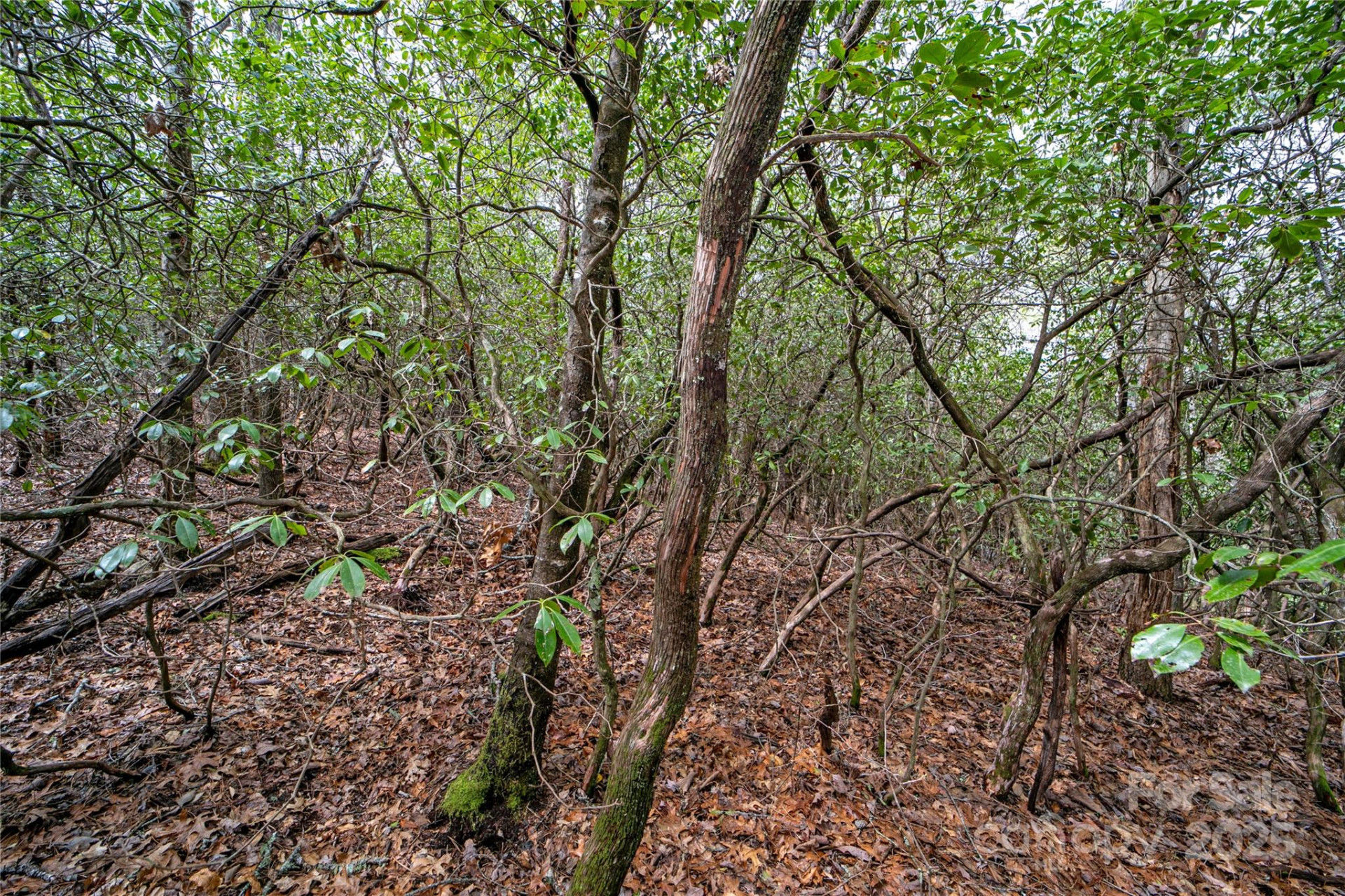 Lot 131 Thunder Road - Photo 11