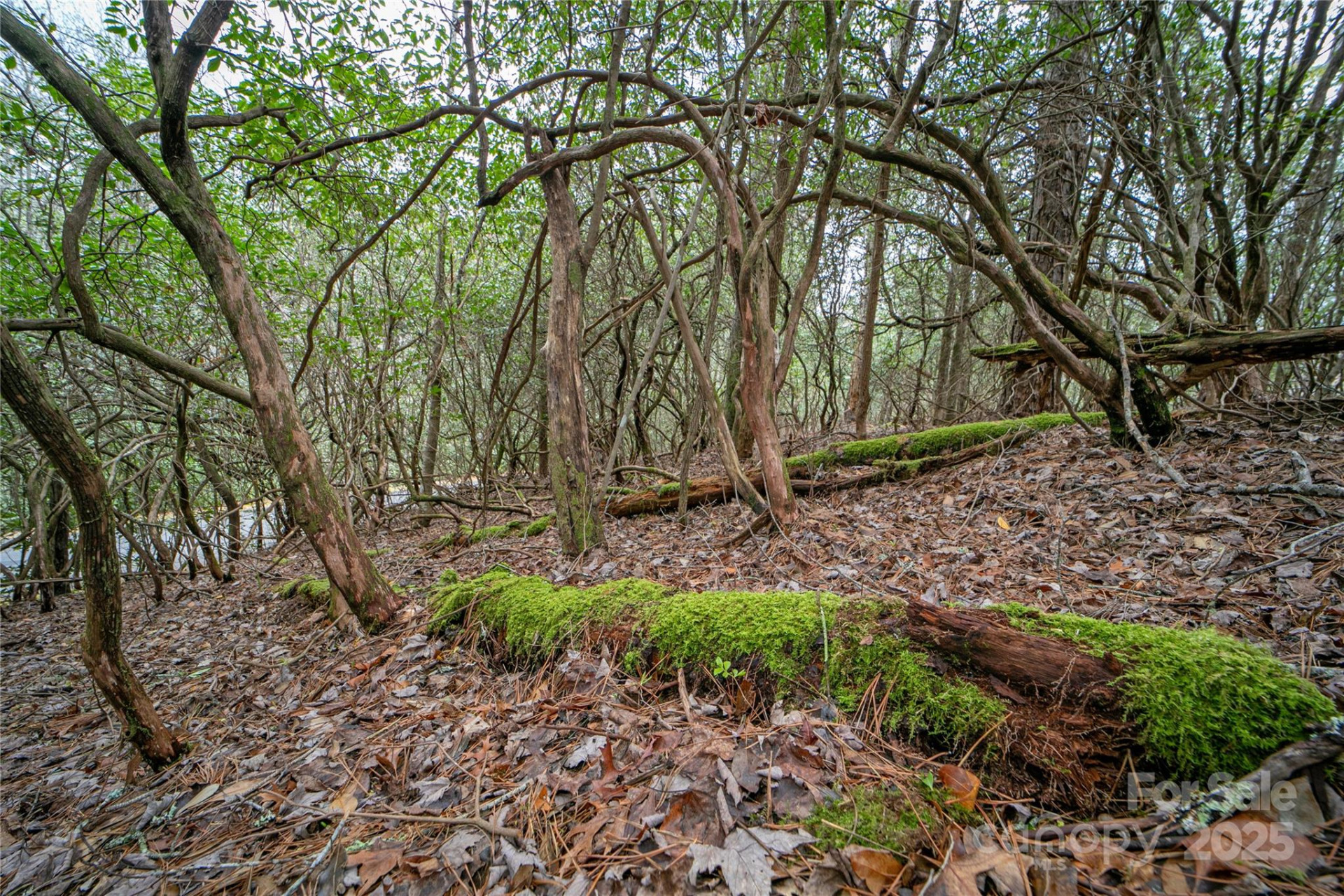 Lot 131 Thunder Road - Photo 3