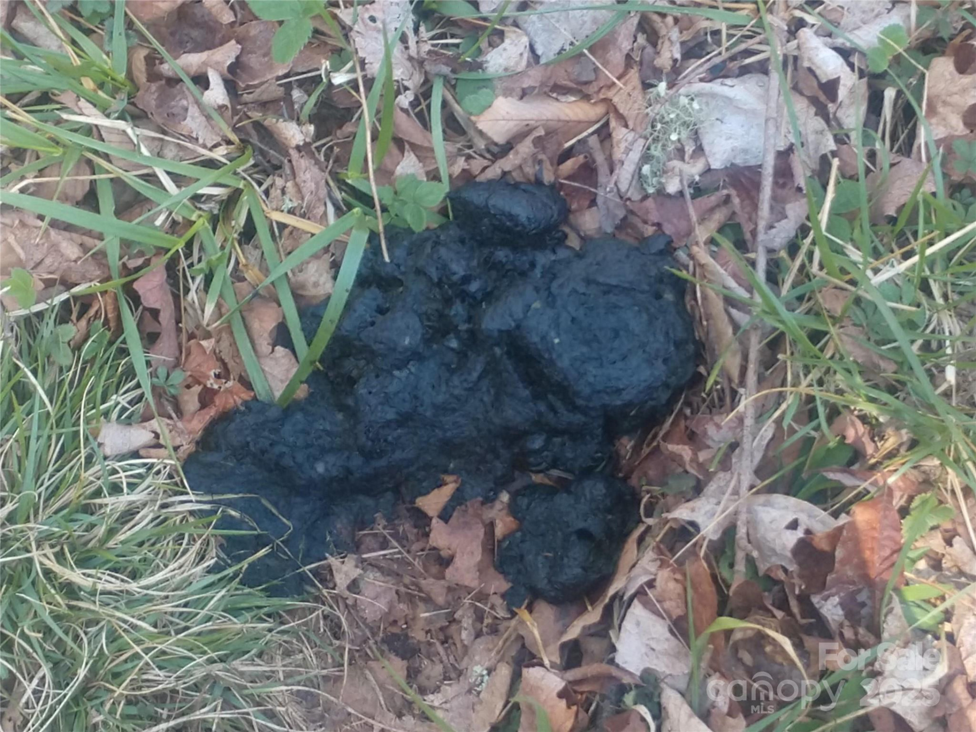 000 Big Laurel Road #A-16 & A-17 - Photo 11