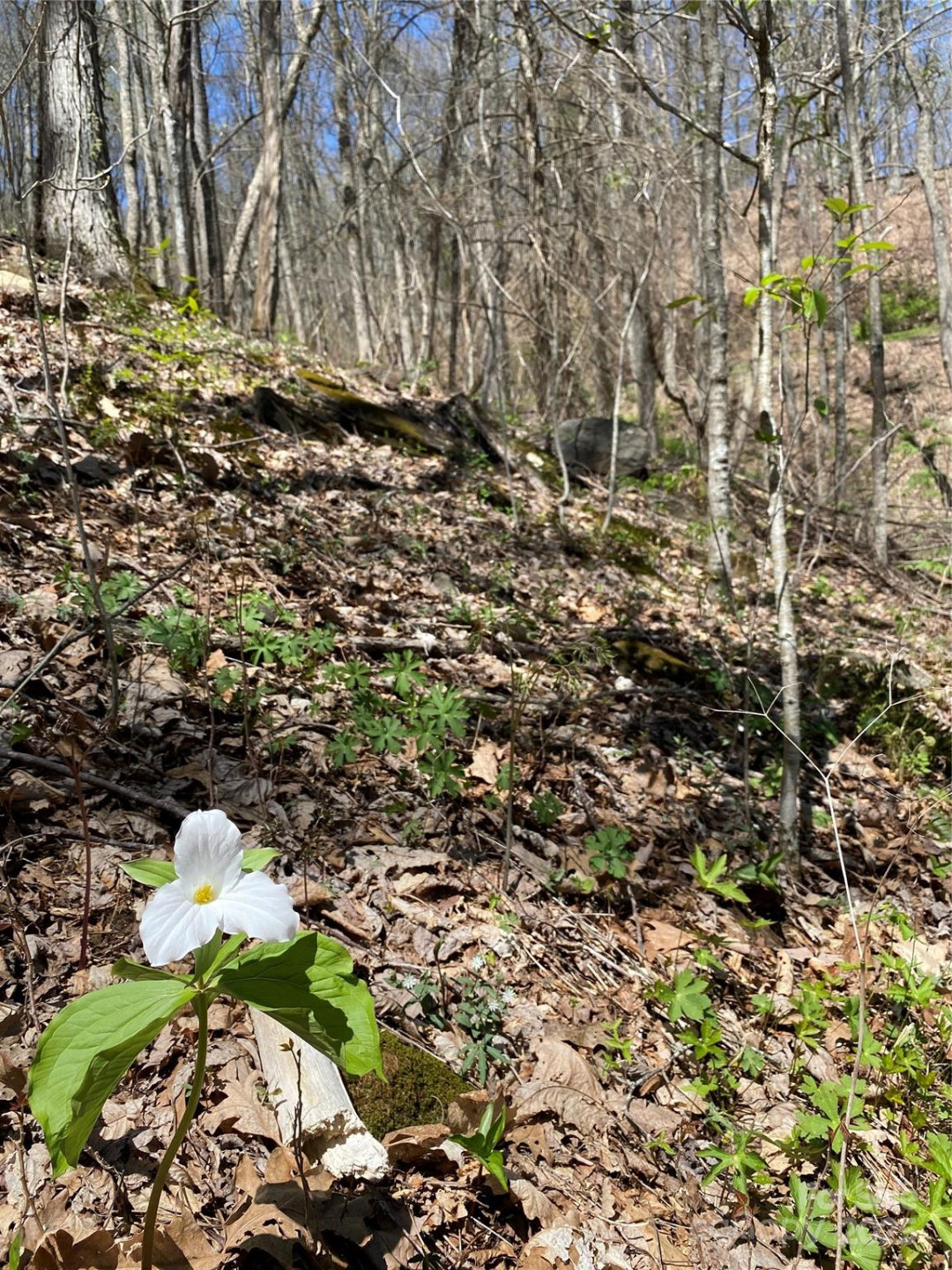 99999 Chestnut Forest Road #412 & #413 - Photo 6