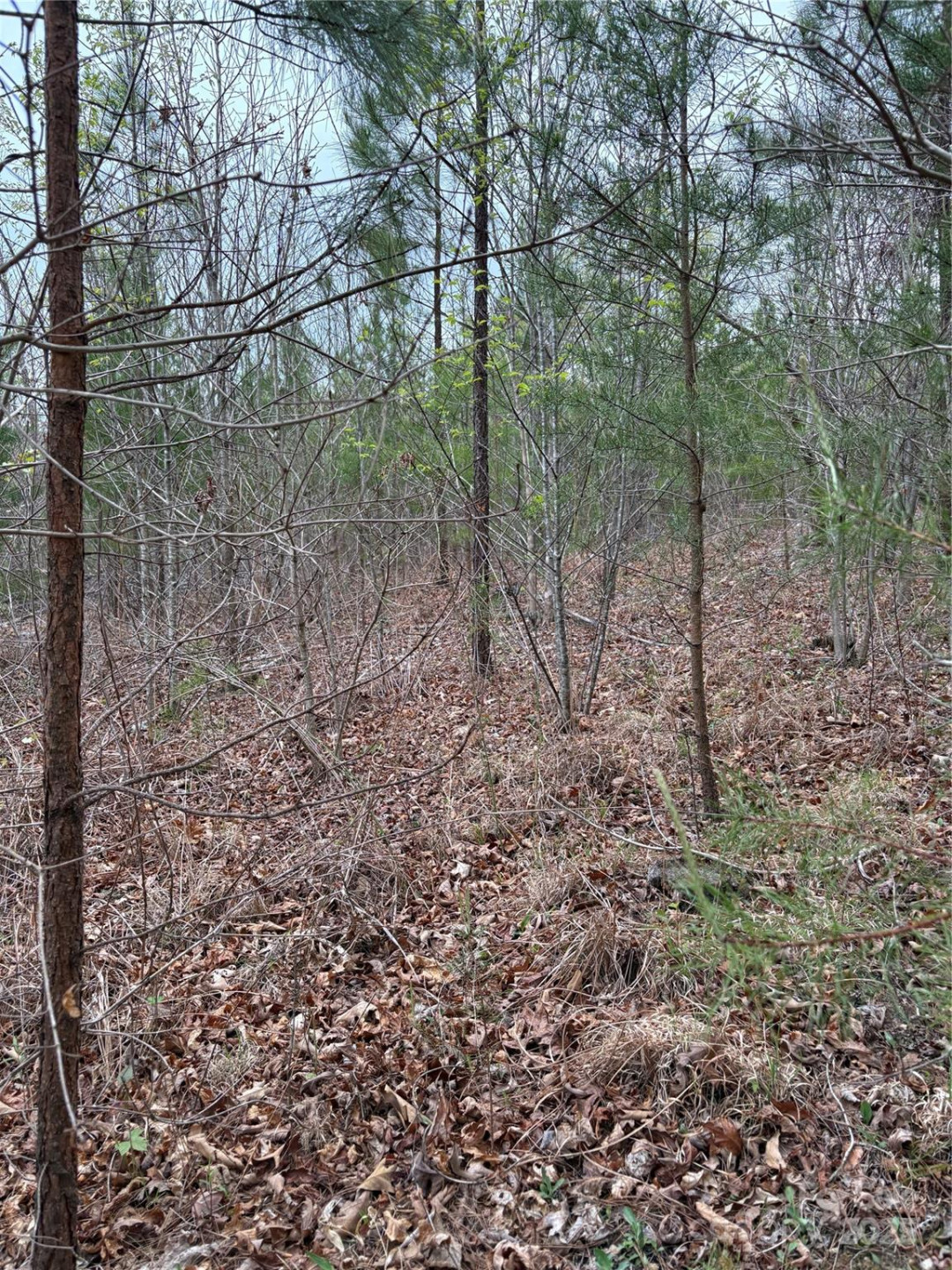 0 Rose Hollow Drive #Tract 1 - Photo 2