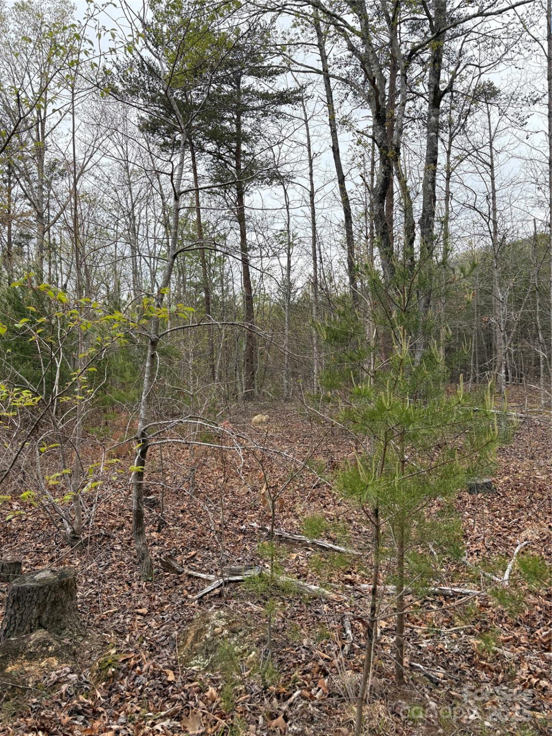 0 Rose Hollow Drive #Tract 1 - Photo 5