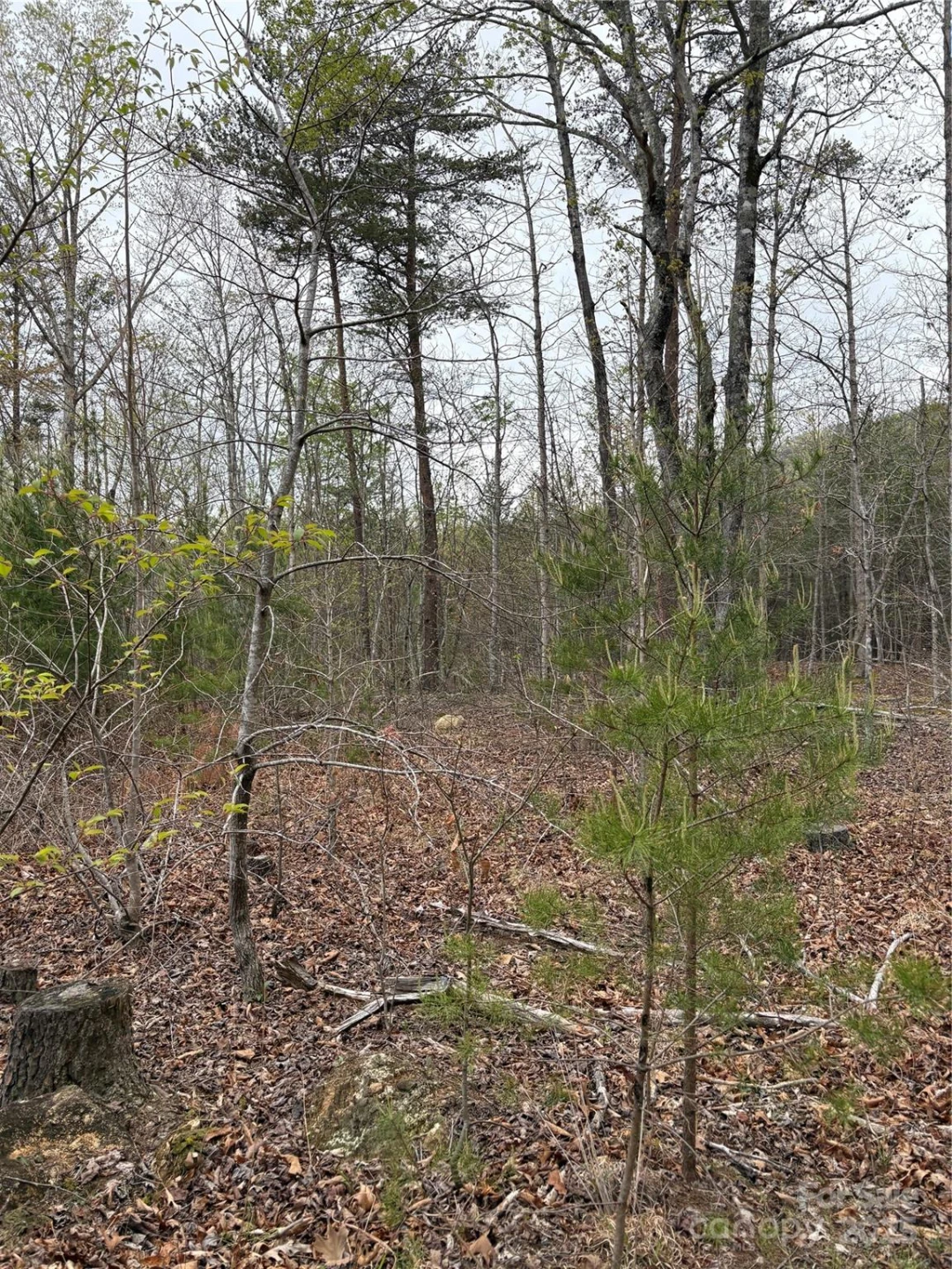0 Rose Hollow Drive #Tract 1 - Photo 5