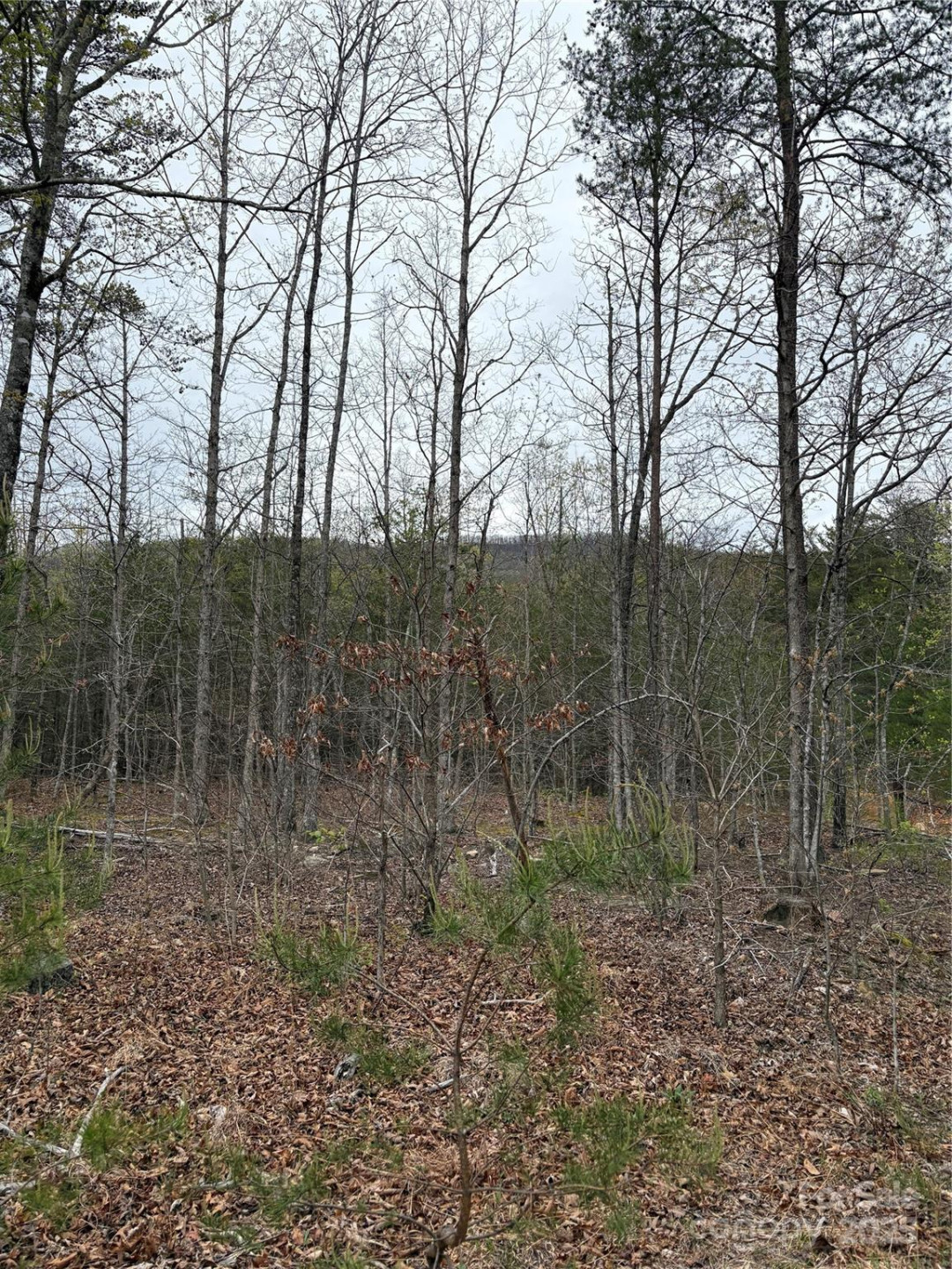 0 Rose Hollow Drive #Tract 1 - Photo 6